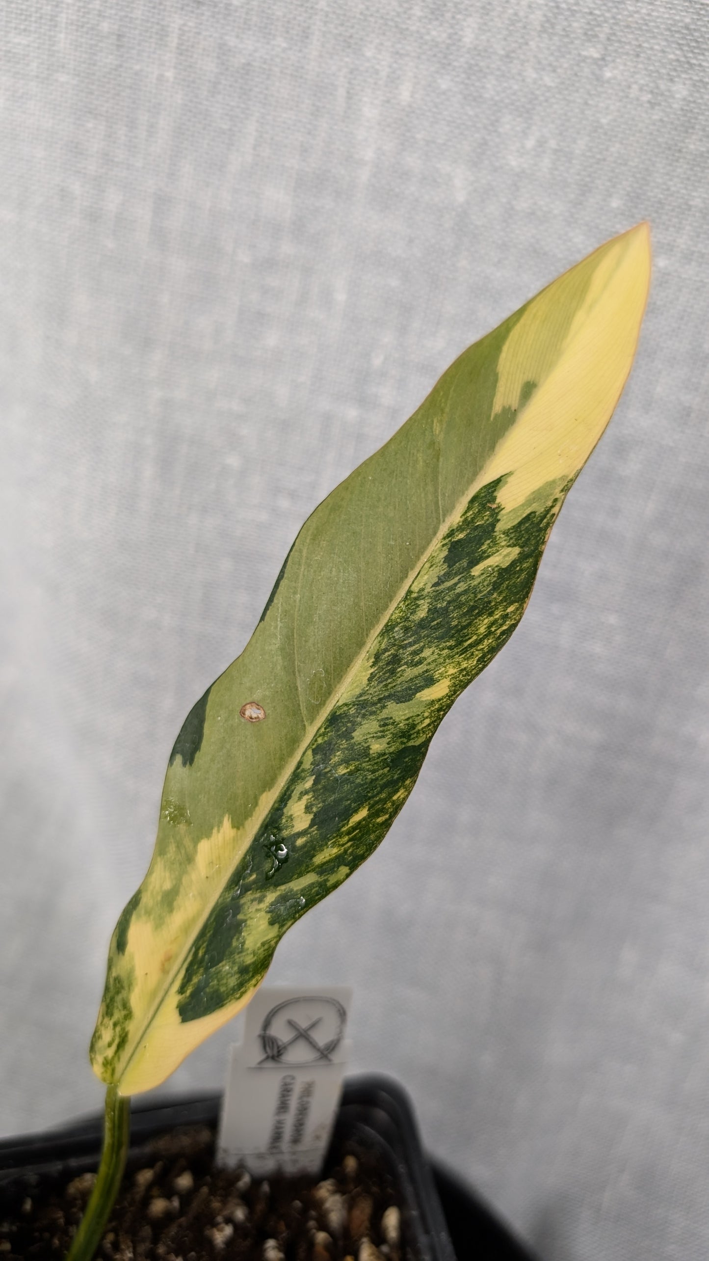 Philodendron Caramel Marble Variegata