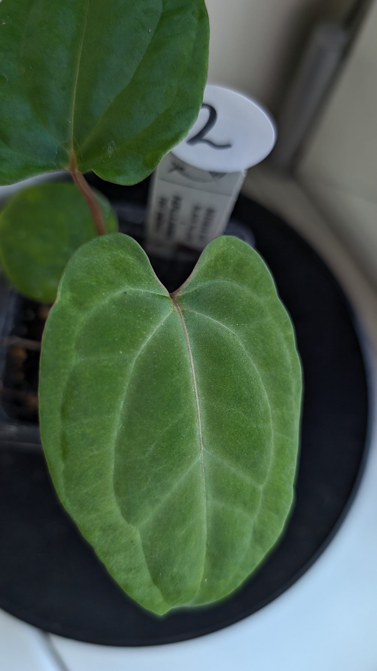 Anthurium Besseae aff 'Black Pillow' x Papillilaminum 'Fort Sherman' seedlings