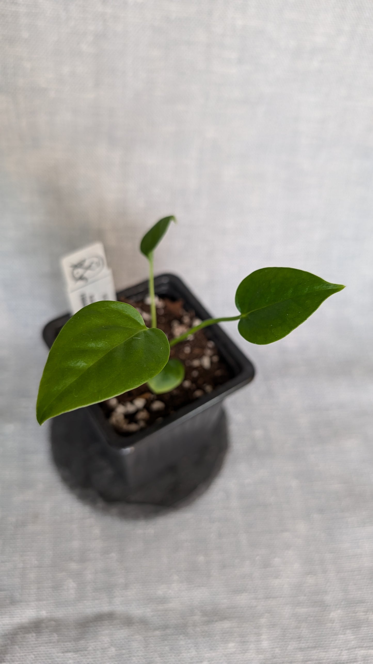 Anthurium Veitchii x Radicans / Forgetii Silver