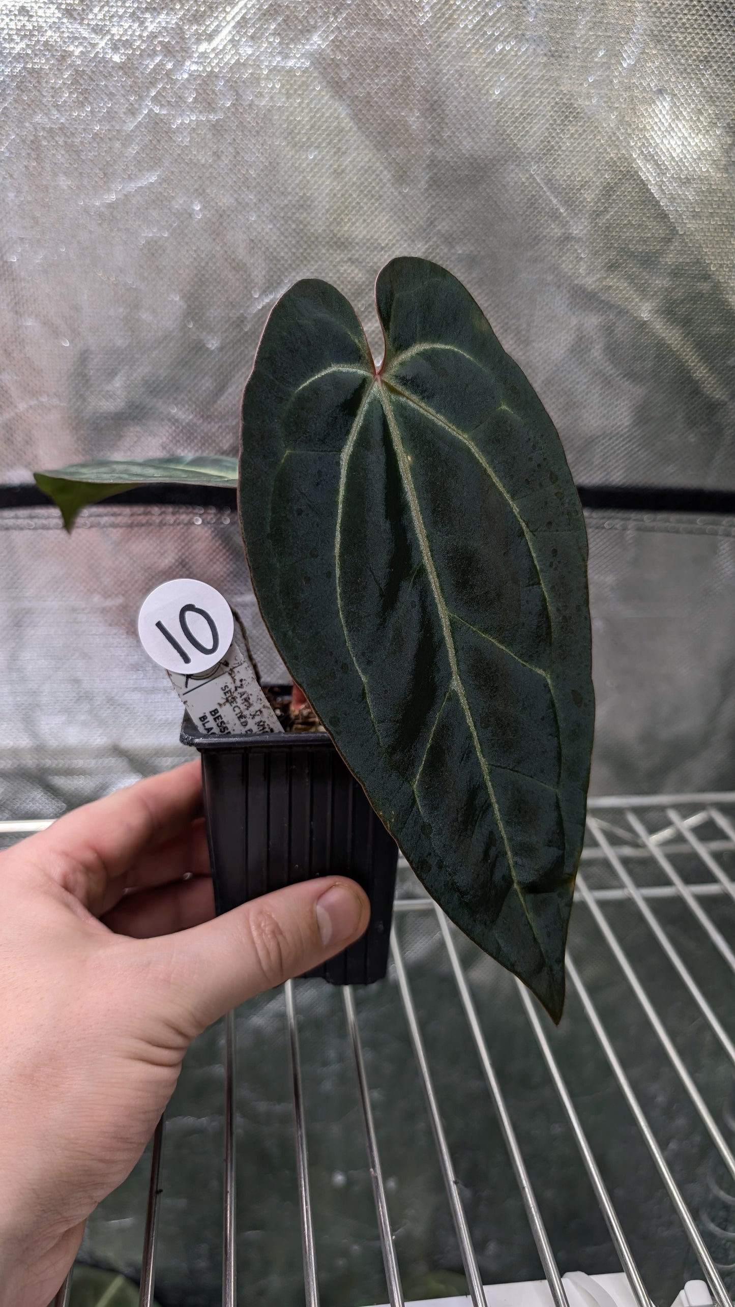 Anthurium Doc Block Zara x Michelle 'Selected Dark Form' x Besseae aff. 'Black Pillow'