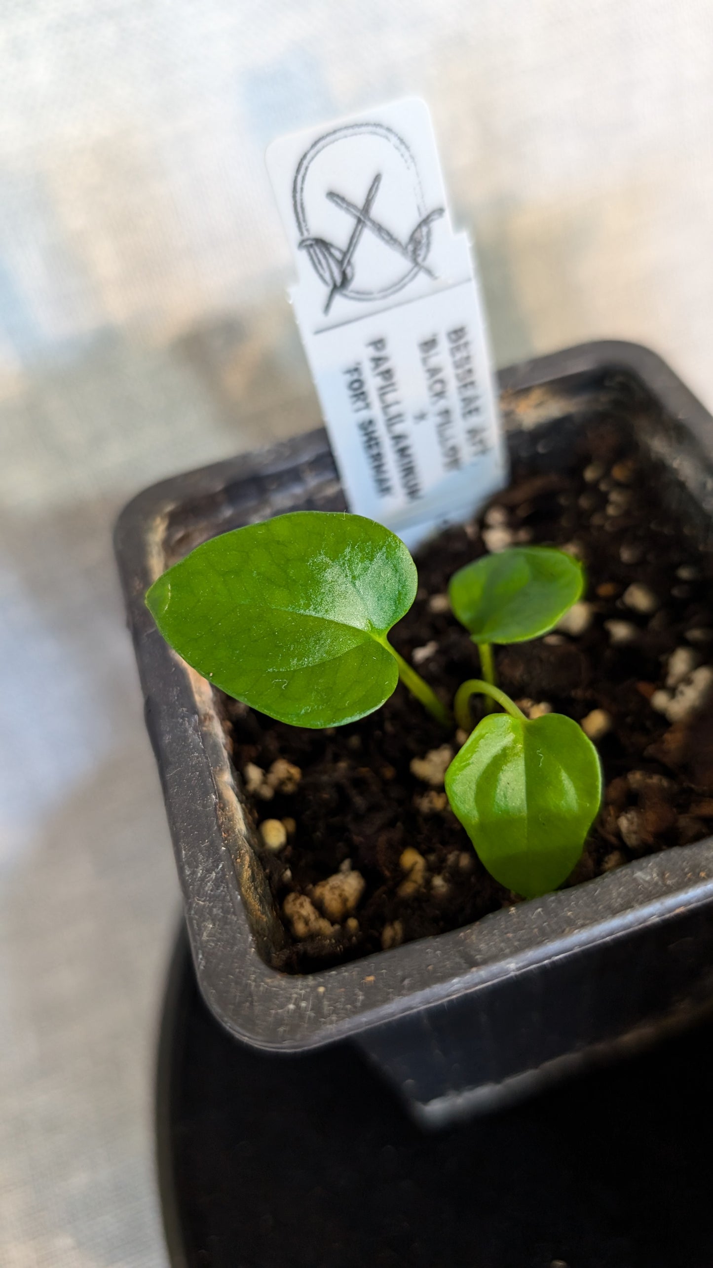 Anthurium Besseae aff 'Black Pillow' x Papillilaminum 'Fort Sherman' seedlings