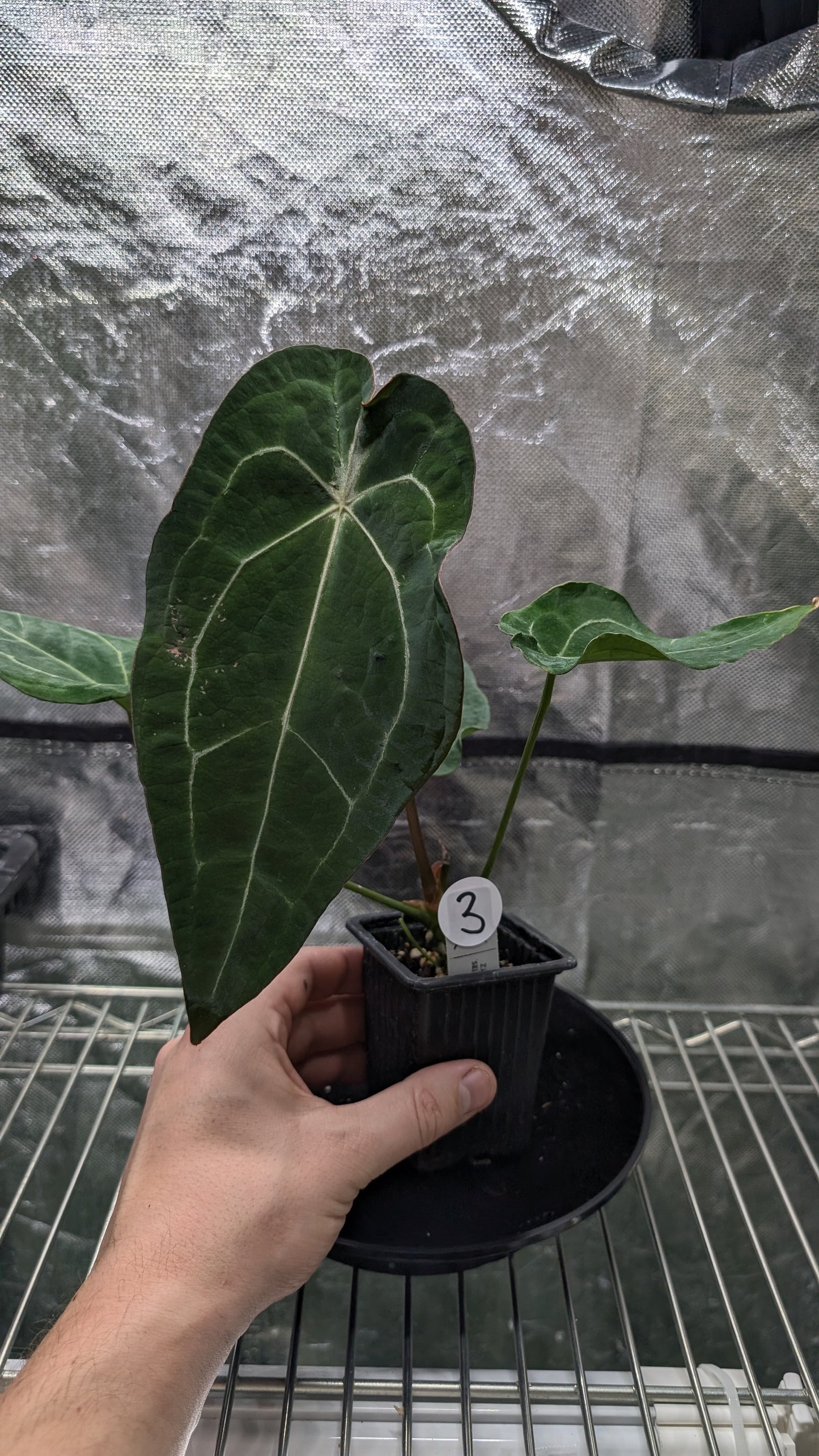 Anthurium Doc Block Zara x Michelle 'selected dark form' x Forgetii Dark