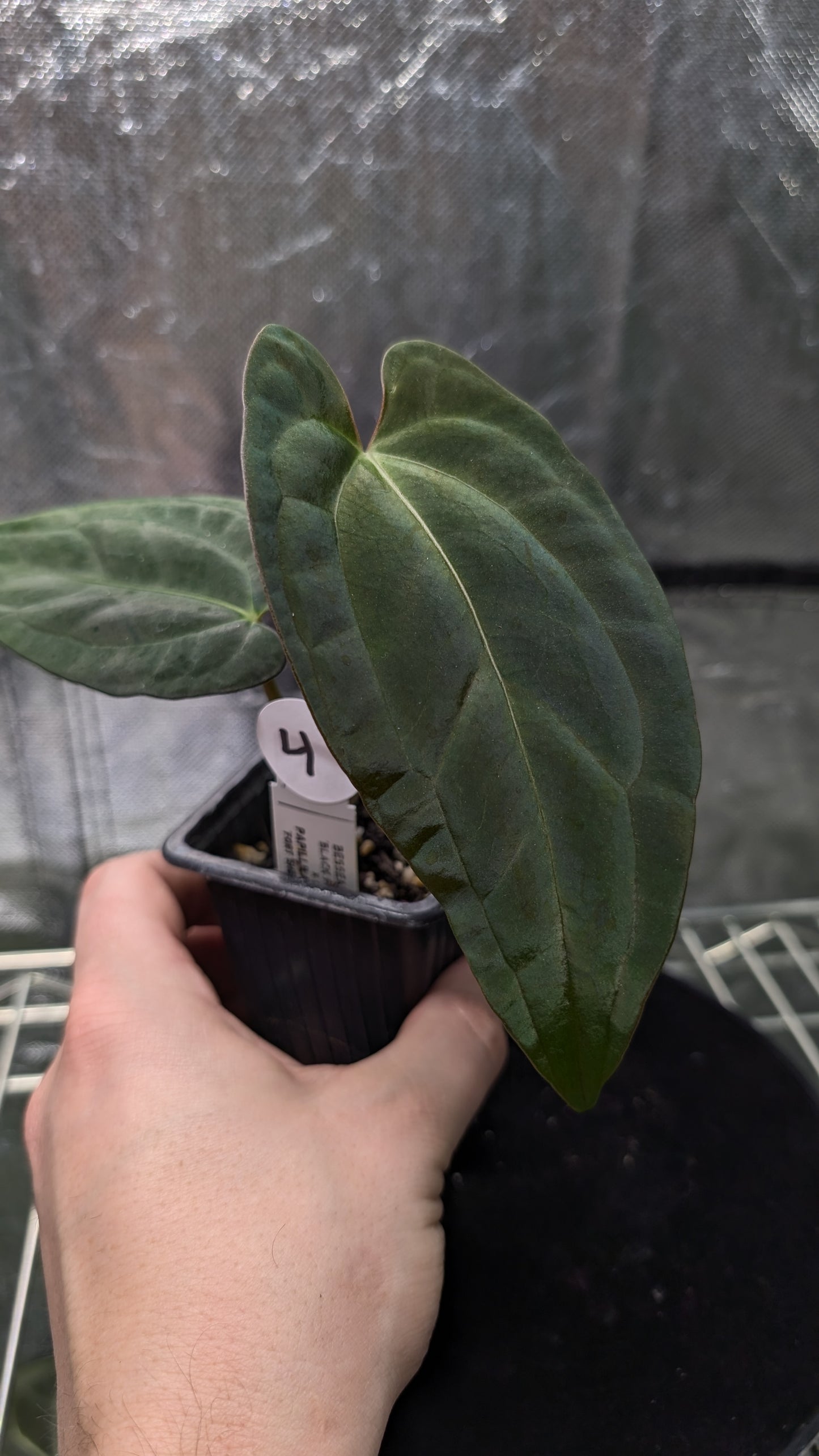 Anthurium Besseae aff 'Black Pillow' x Papillilaminum 'Fort Sherman' seedlings