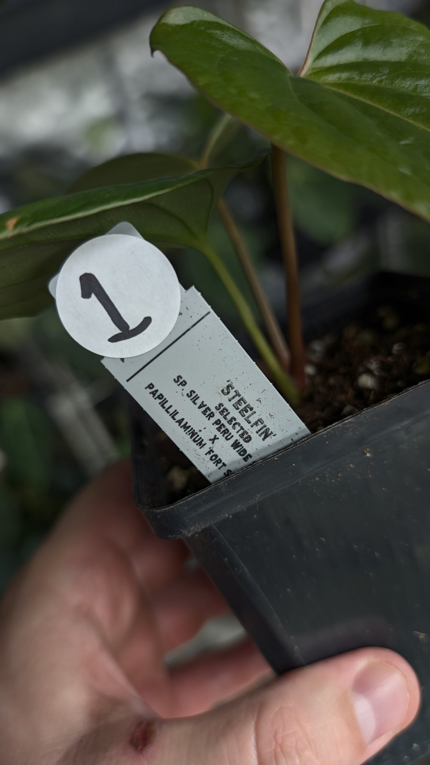 Anthurium 'Steelfin' clone