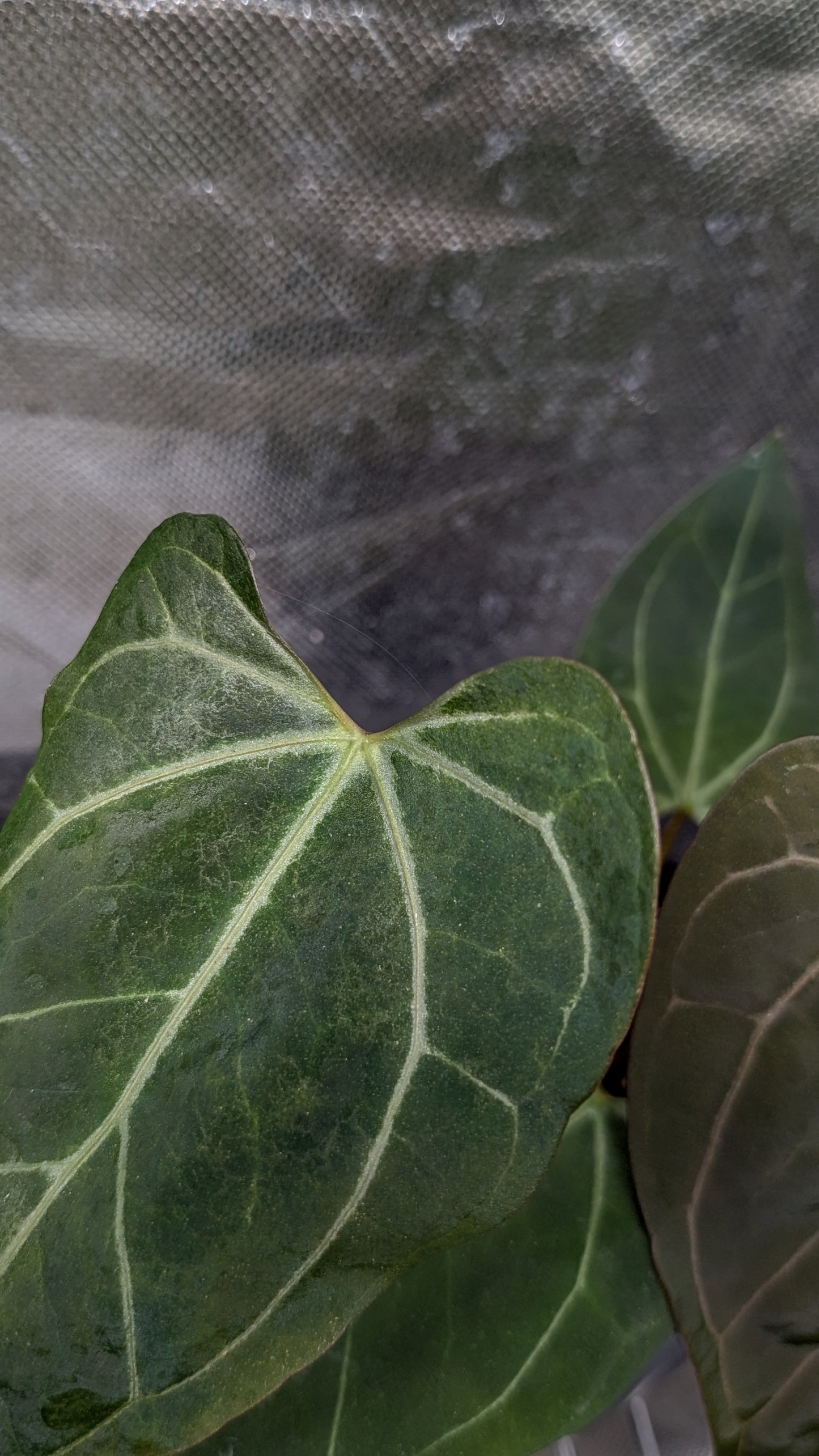 Anthurium Doc Block F1 x Mr Worldwide