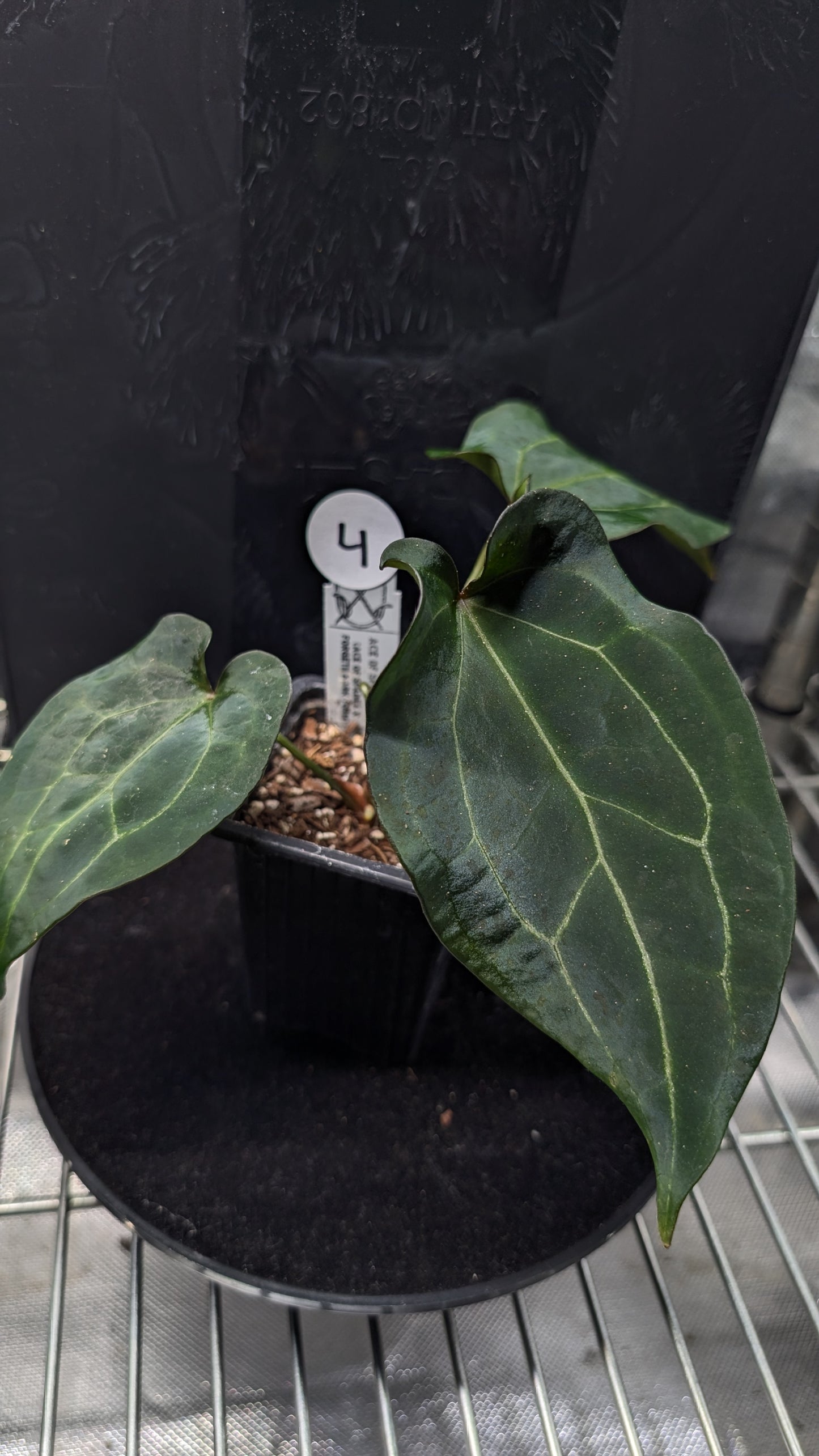 Anthurium Ace of Spagetii F2 (Ace of Spades x Forgetii) F2
