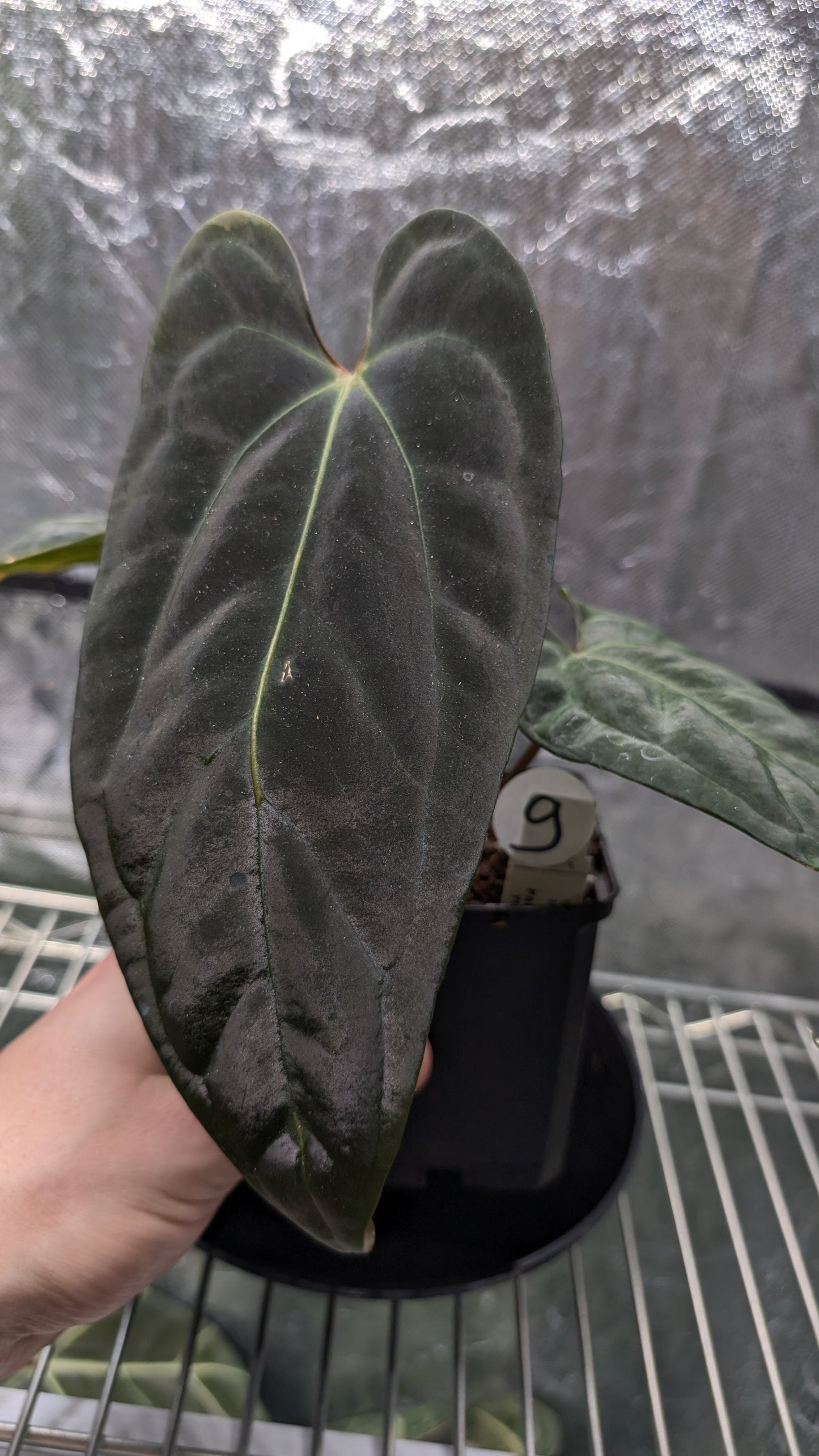 Anthurium Besseae aff 'Black Pillow' x Papillilaminum 'Fort Sherman' seedlings
