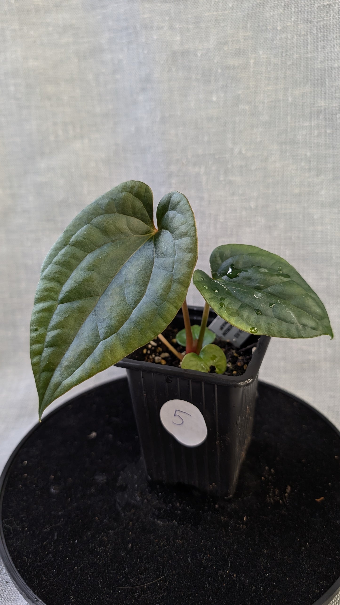 Anthurium Luxurians x Papillilaminum 'Fort Sherman'