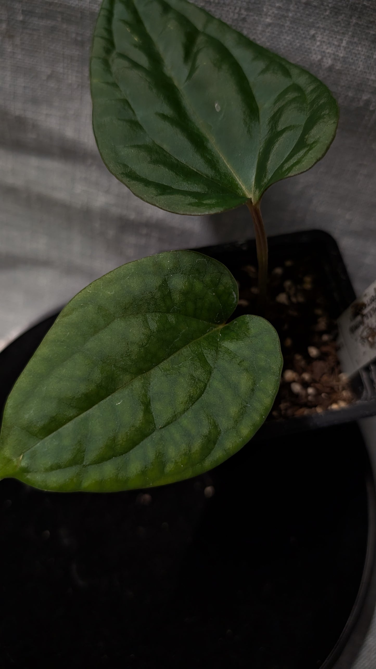 Anthurium Luxurians x Papillilaminum 'Fort Sherman'