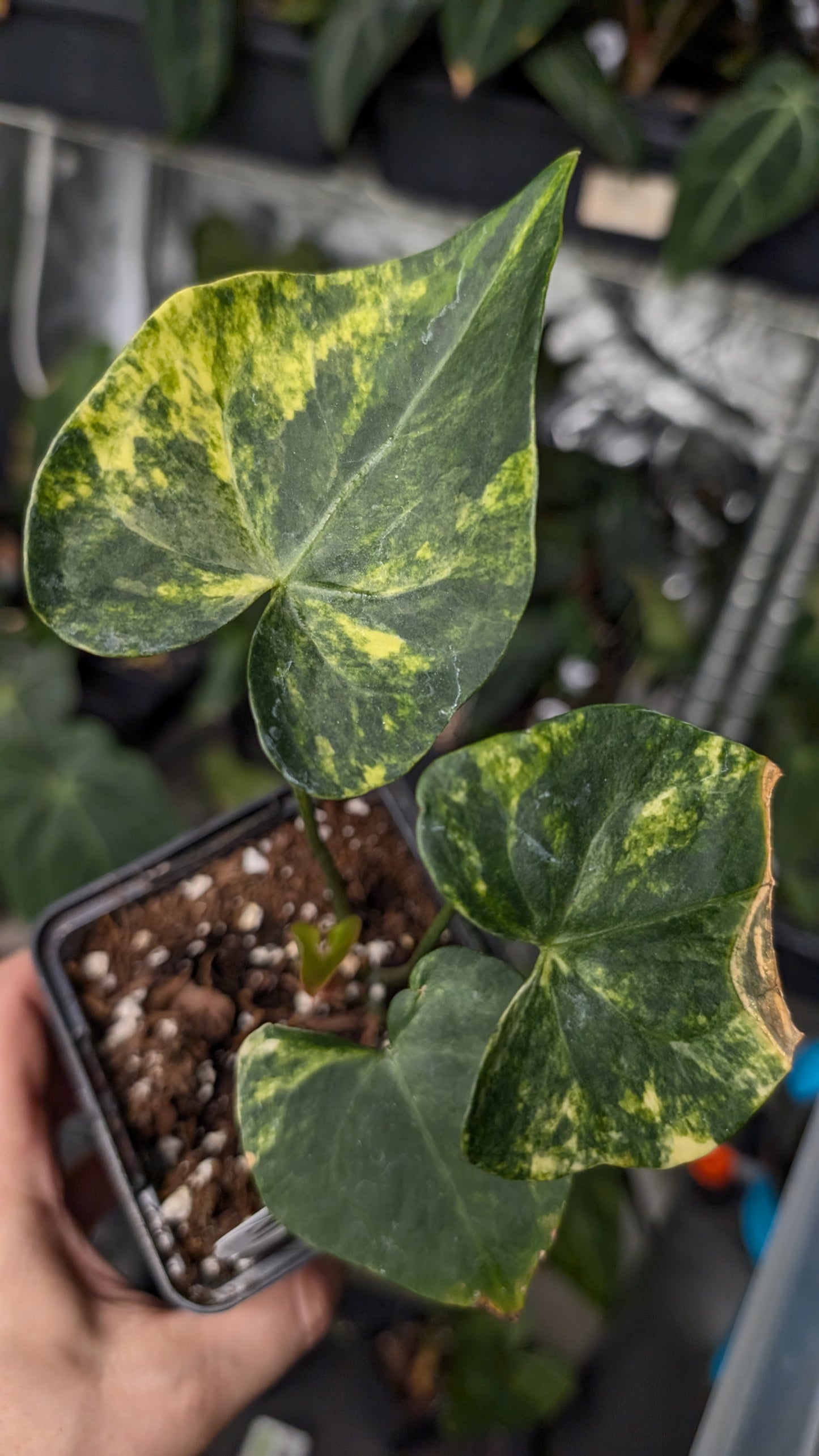 Variegated Anthurium Pterodactyl variegata x Clarinervium