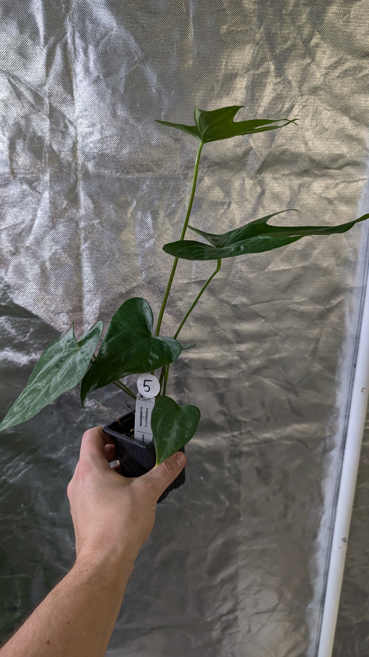 Anthurium Pterodactyl x self