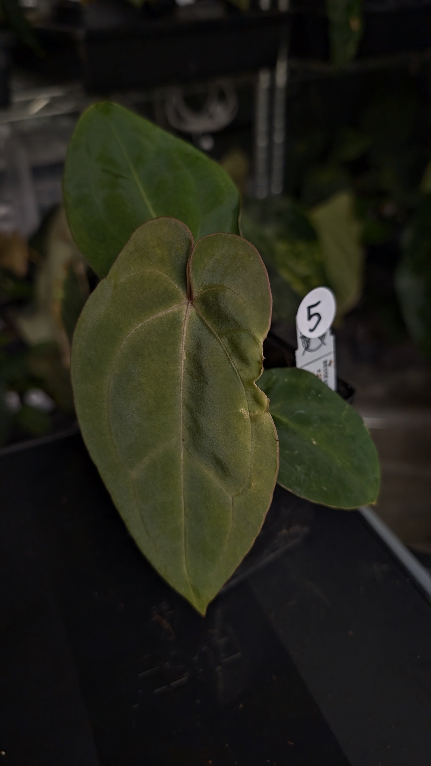 Anthurium [Besseae aff. x Forgetii dark] x BVEP Round x Felix