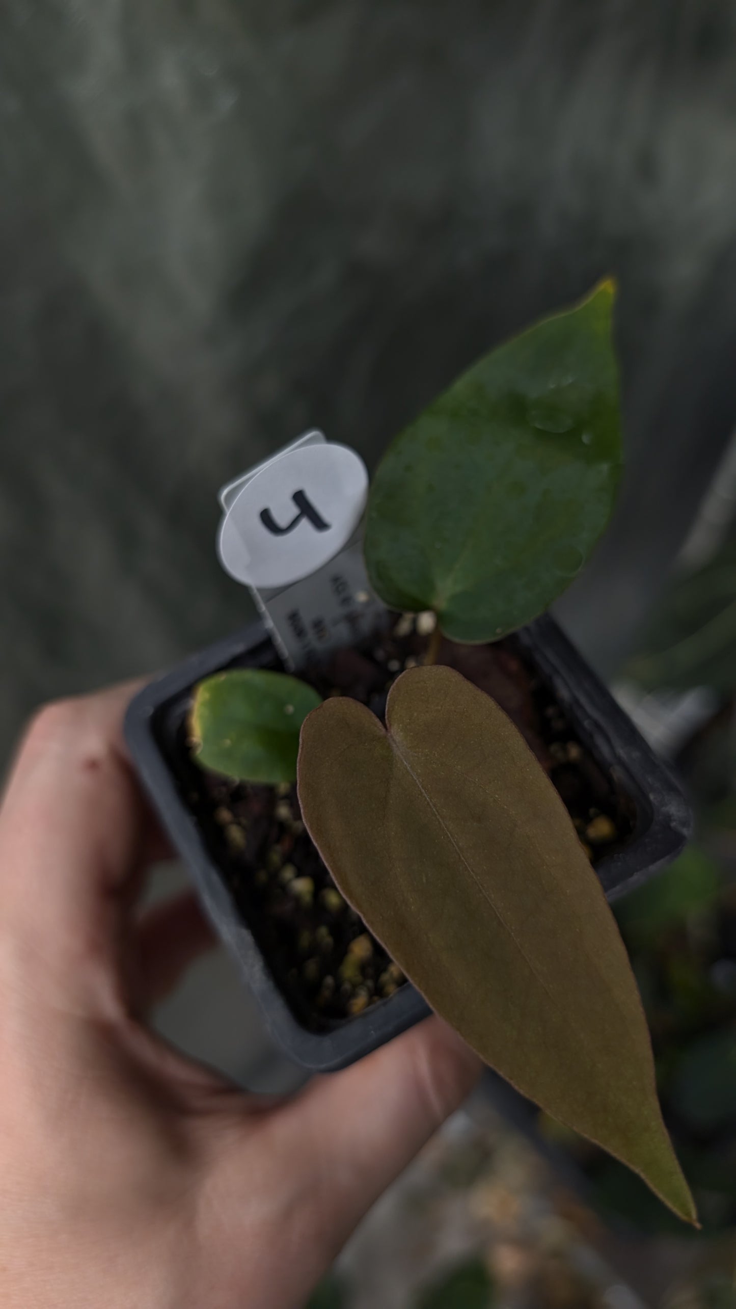 Anthurium Ace of Spagetii x BVEP 'Round x Felix'
