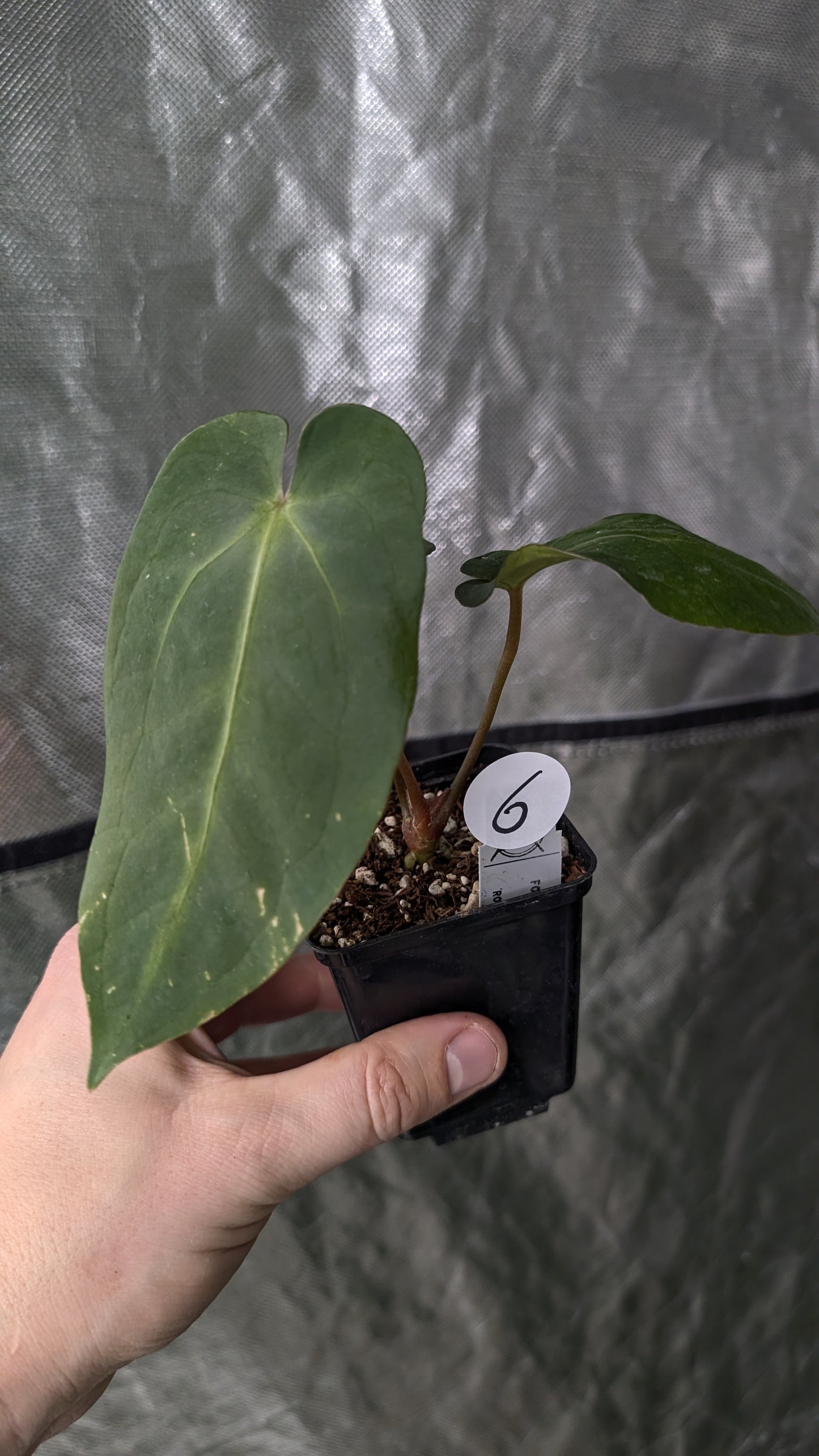 Anthurium Forgetii dark form x BVEP 'Round x Felix'
