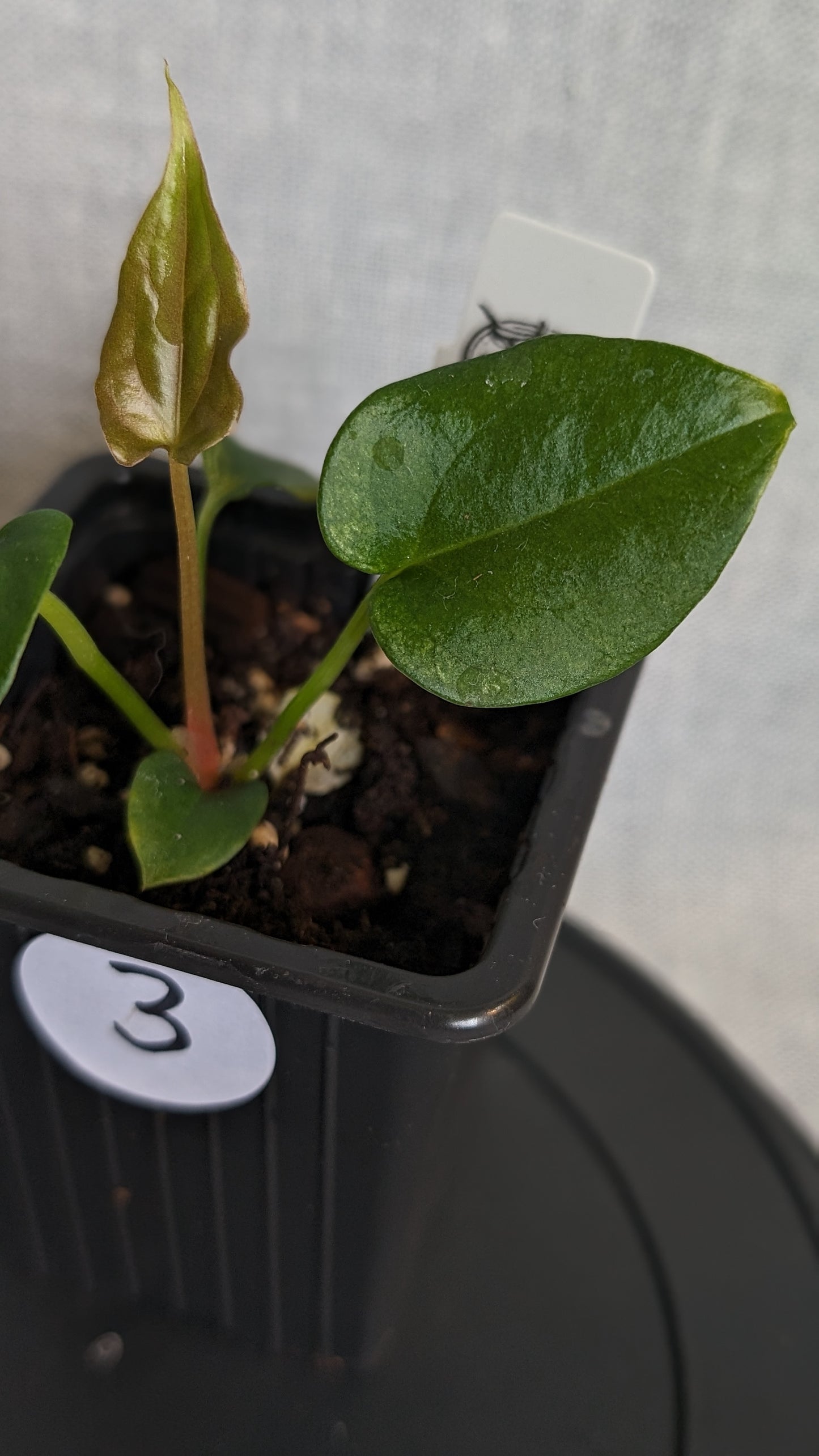 Anthurium Papillilaminum 'Fort Sherman' x Papillilaminum 'Daniel' - Big Seedling