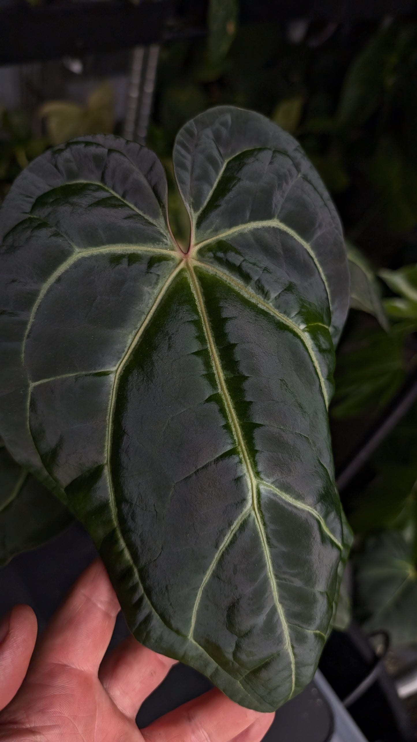 Anthurium Doc Block Zara x Michelle 'Selected Dark Form' x Besseae aff. 'Black Pillow'