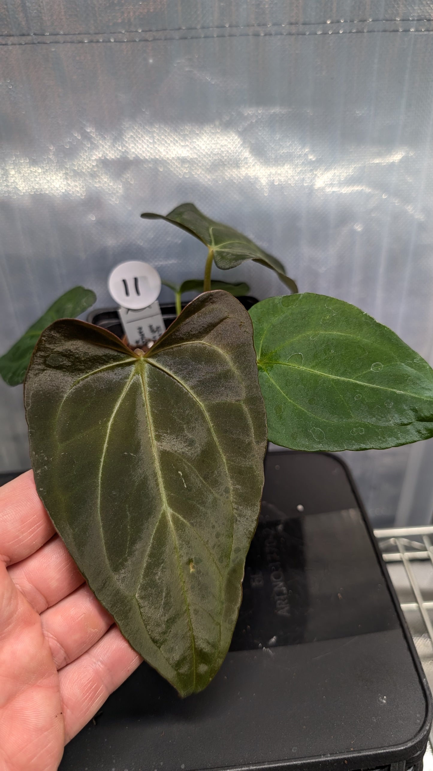 Anthurium Silver Blush Mint variegated x Papillilaminum 'Daniel'