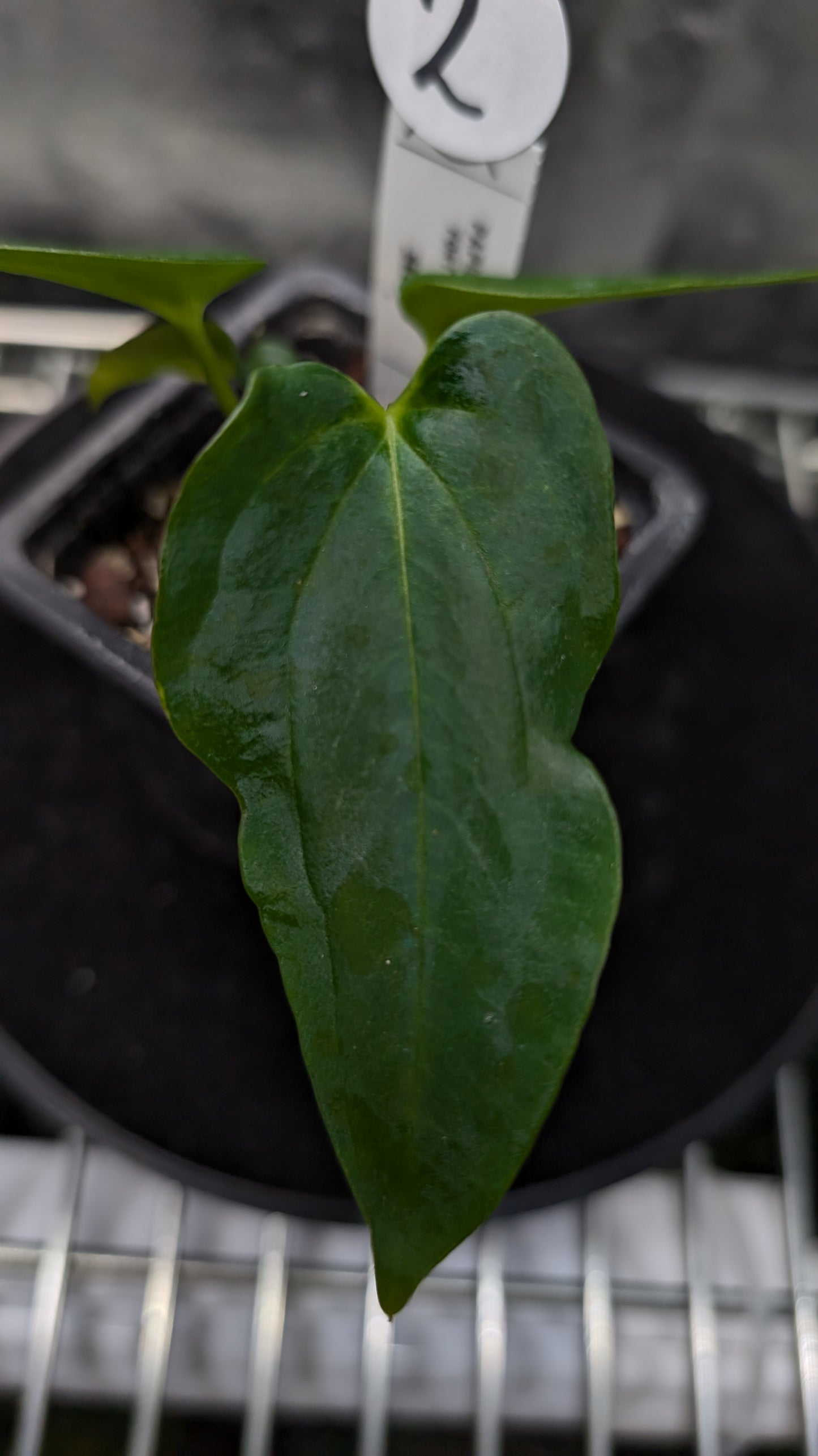 Anthurium Papillilaminum 'Fort Sherman'