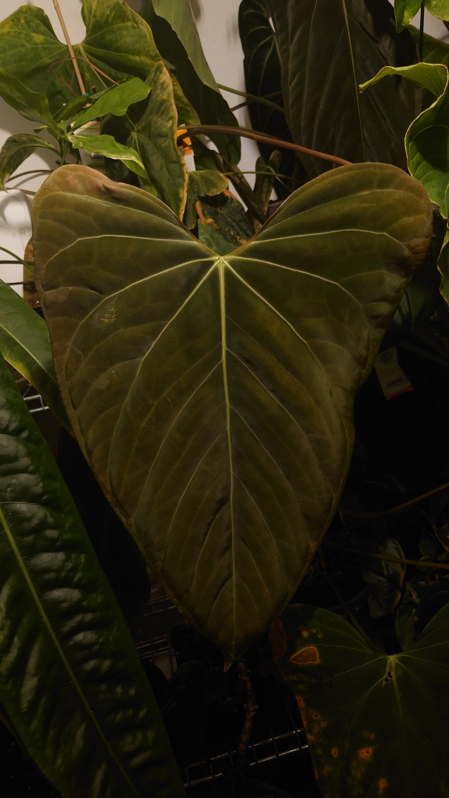 Anthurium Doc Block F1 x Mr Worldwide