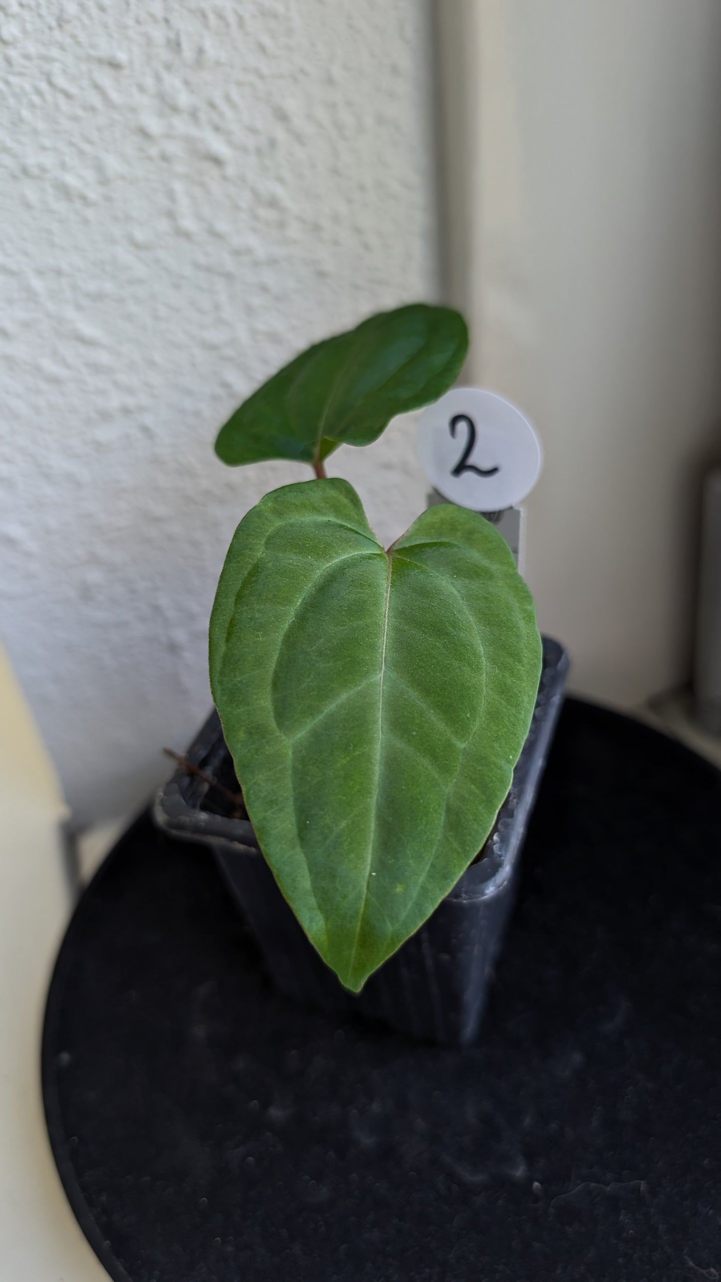 Anthurium Besseae aff 'Black Pillow' x Papillilaminum 'Fort Sherman' seedlings