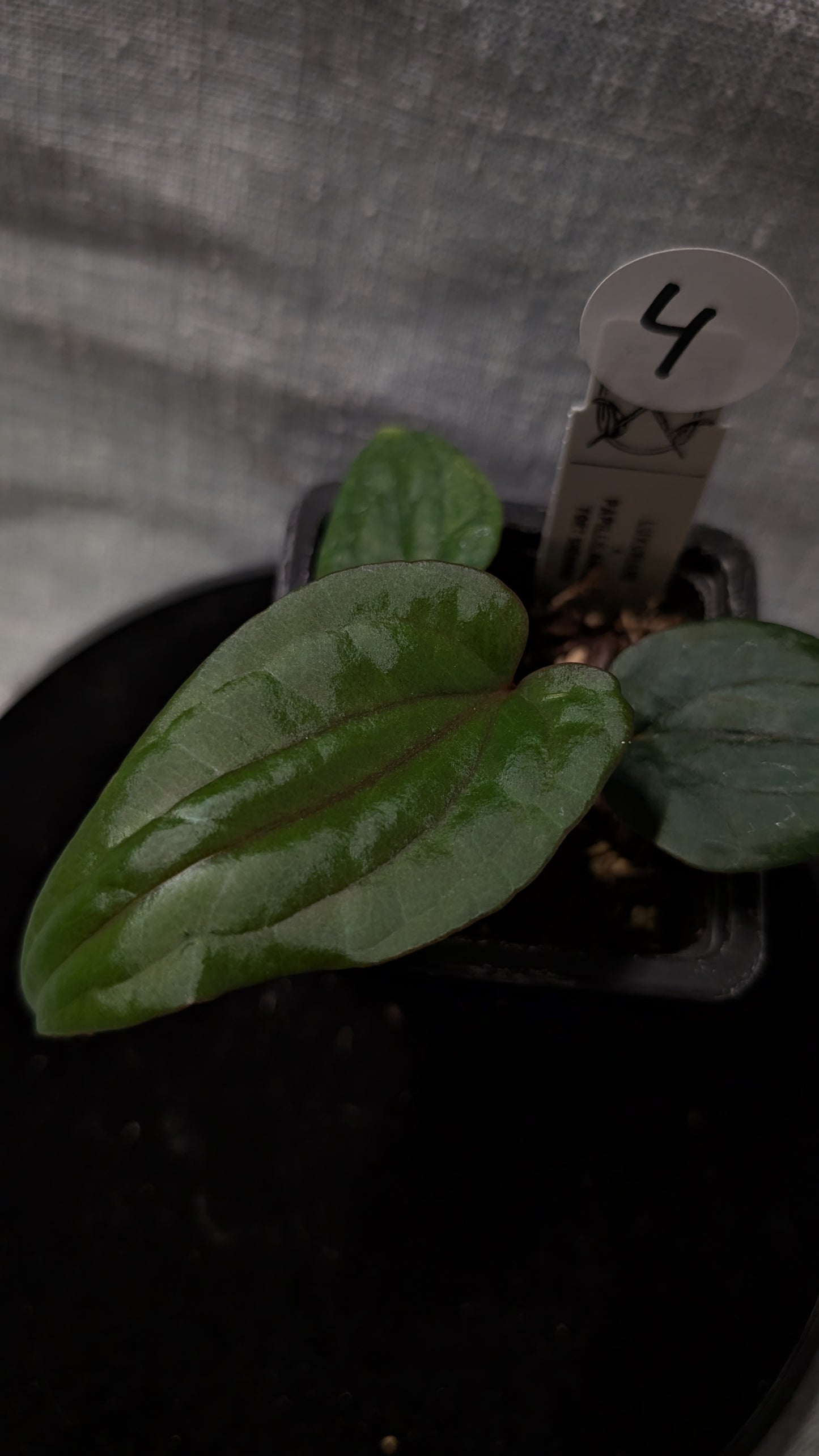 Anthurium Luxurians x Papillilaminum 'Fort Sherman'