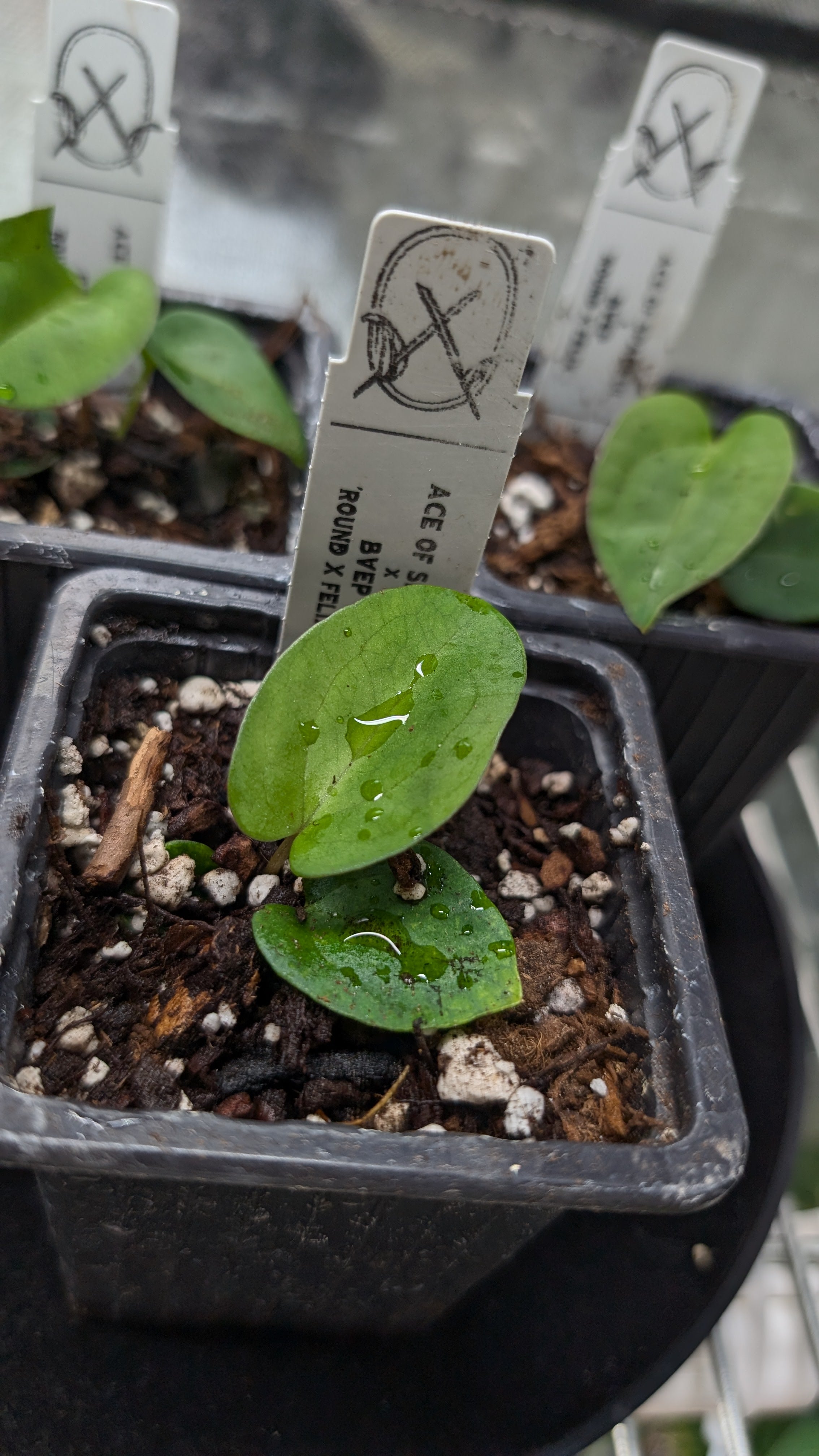 Anthurium Ace of Spagetii x BVEP 'Round x Felix' – Curious Plants