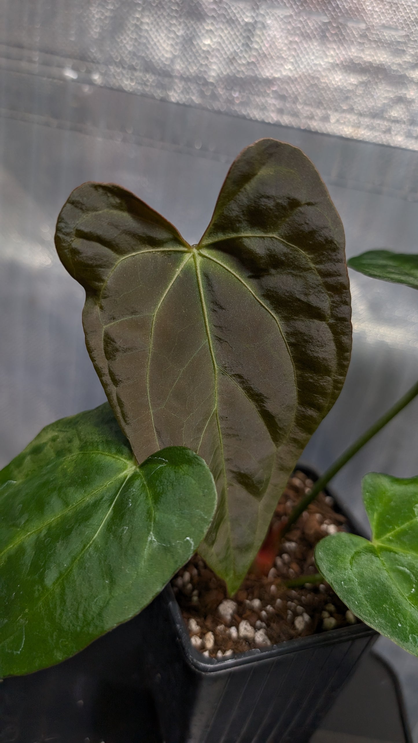 Anthurium Silver Blush Mint variegated x Papillilaminum 'Daniel'