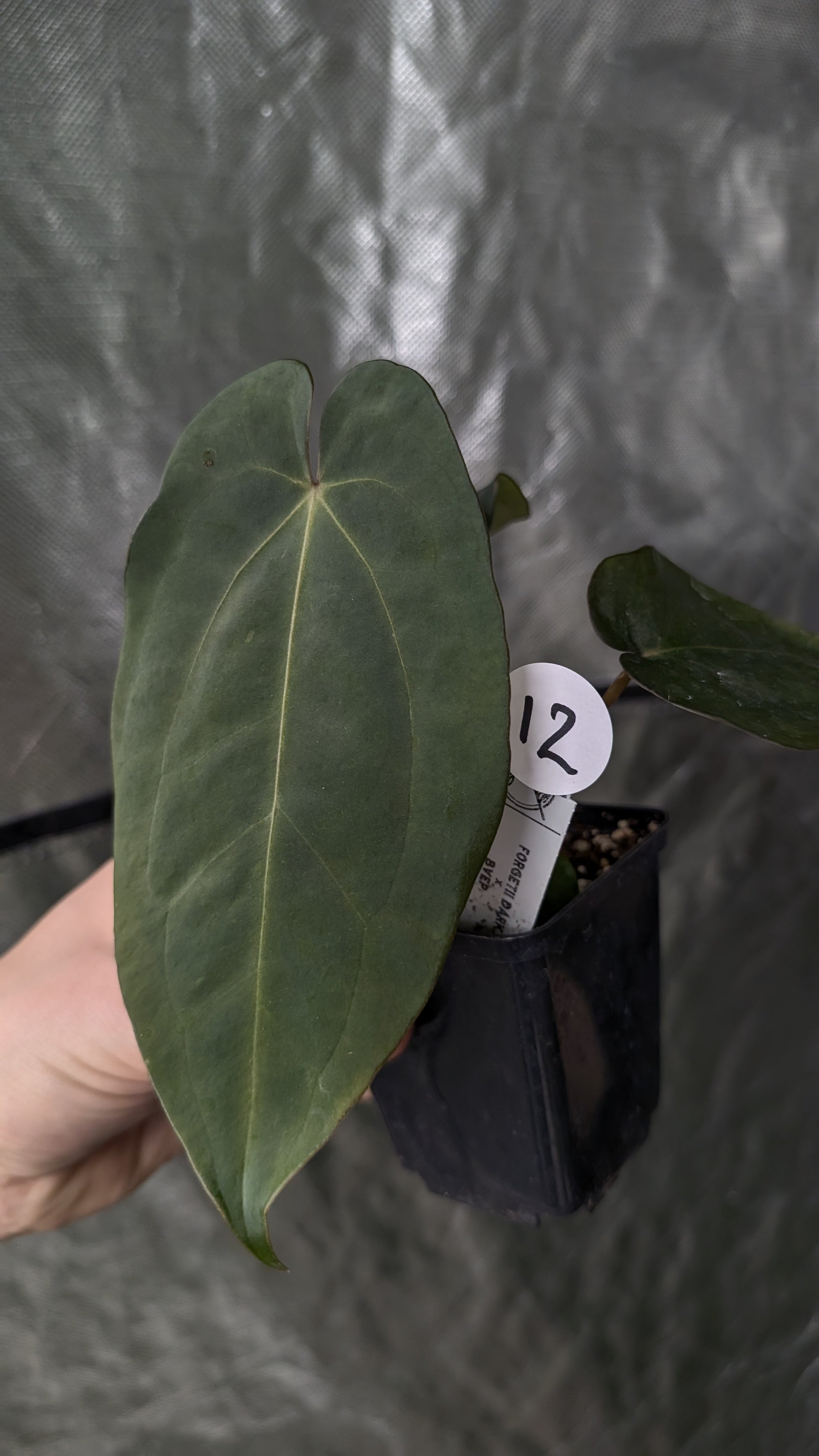anthurium bvep Anthurium Forgetii dark form x BVEP 'Round x Felix' – Curious Plants