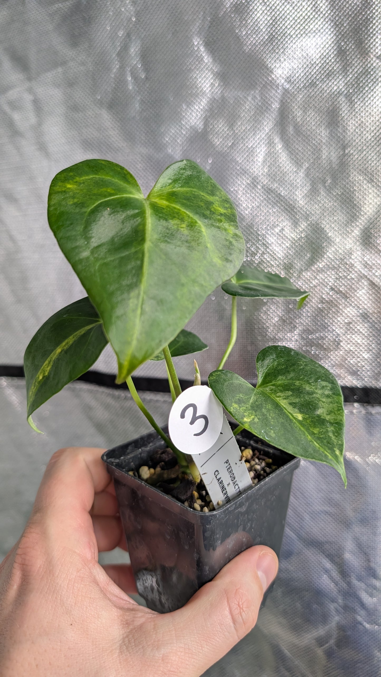 *Variegated* Anthurium Pterodactyl variegata x Clarinervium (or x self)