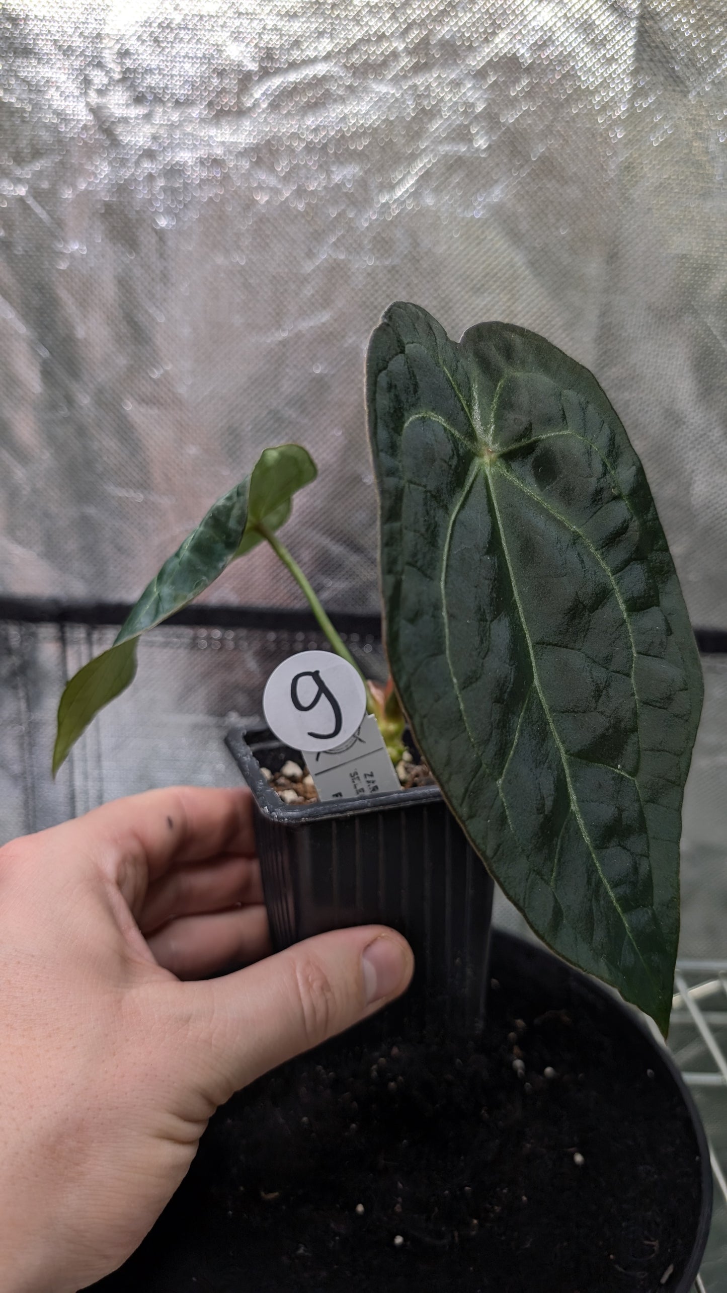 Anthurium Doc Block Zara x Michelle 'selected dark form' x Forgetii Dark