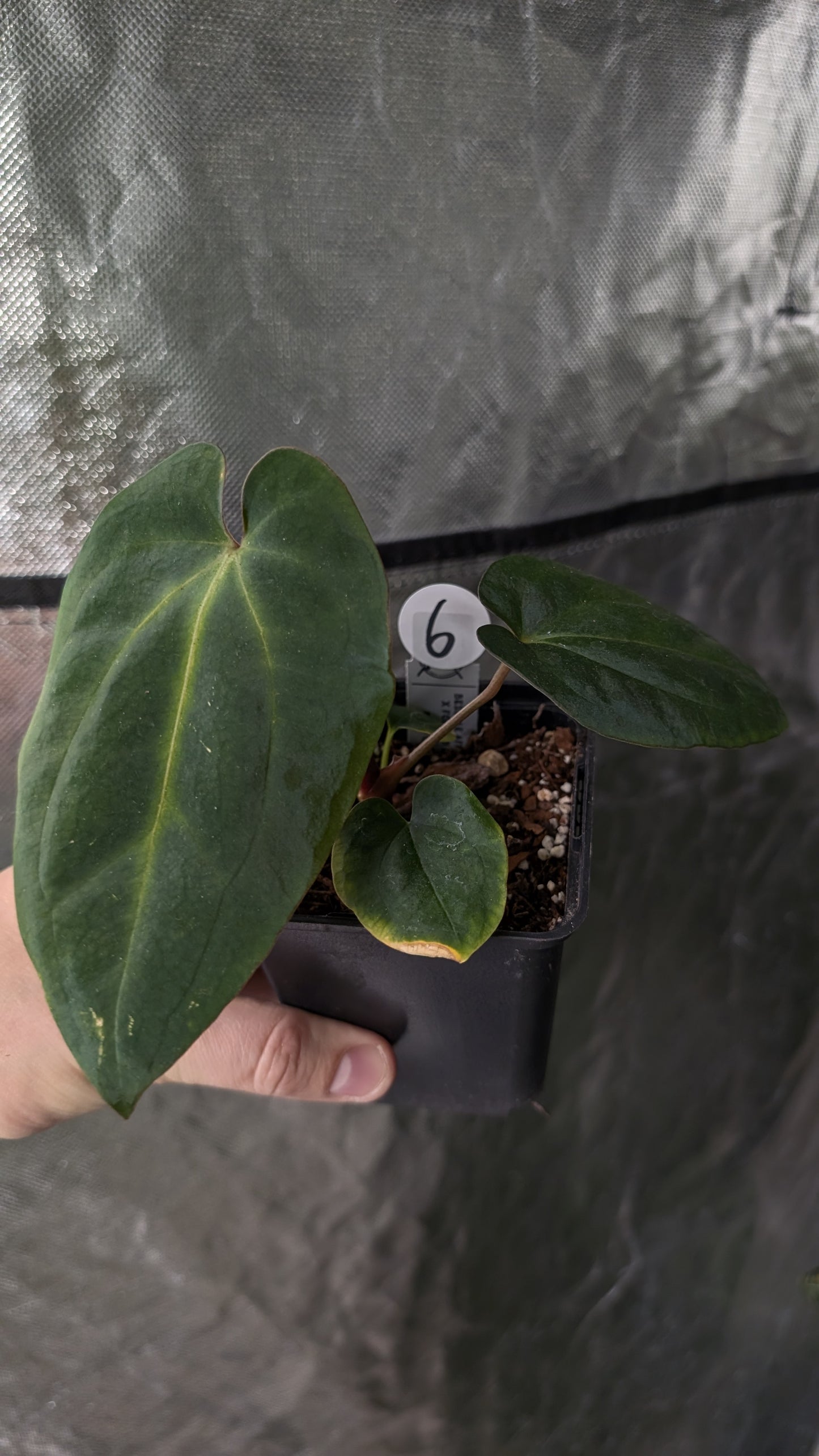 Anthurium [Besseae aff. x Forgetii dark] x BVEP Round x Felix