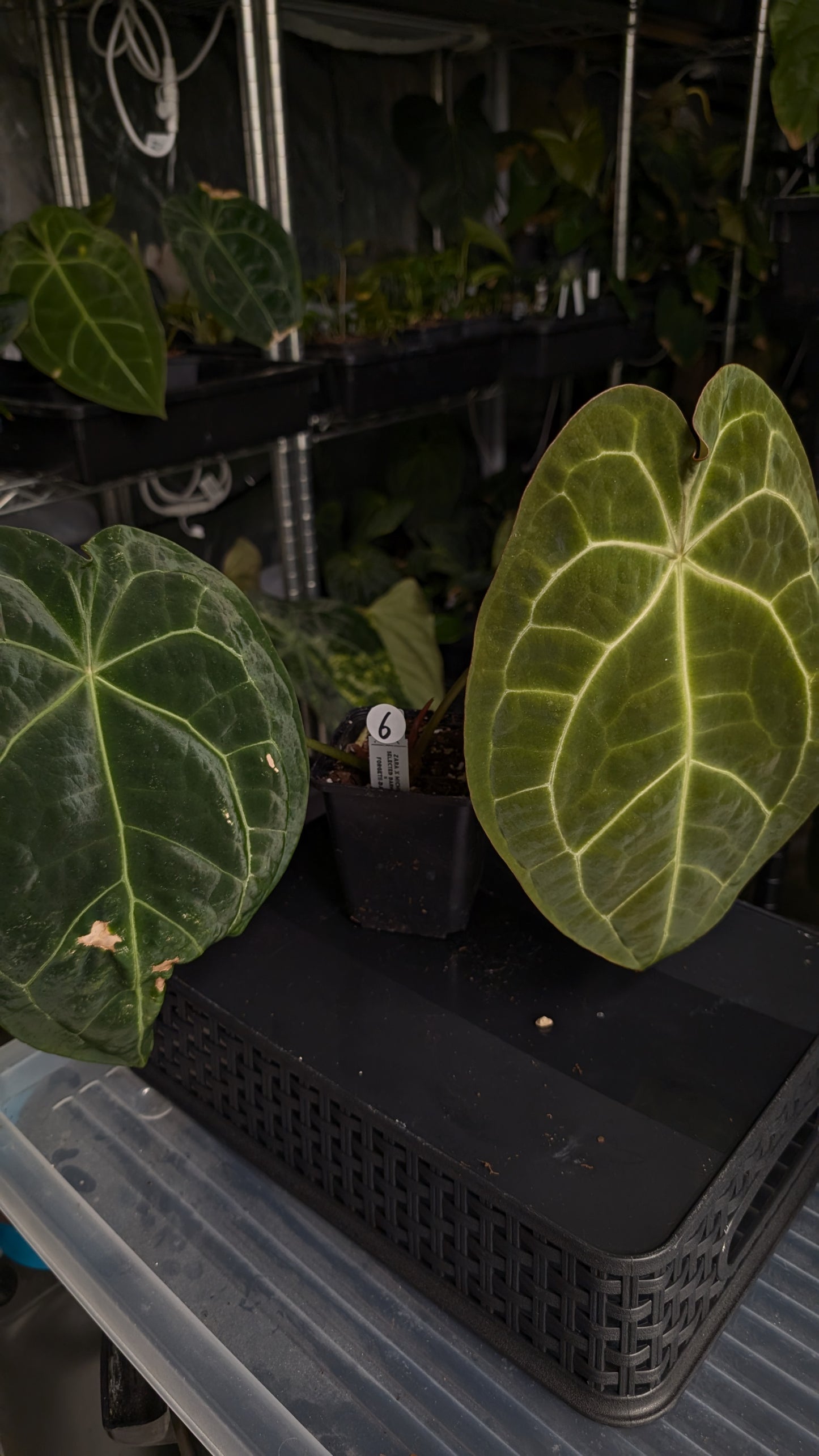 Anthurium Doc Block Zara x Michelle 'selected dark form' x Forgetii Dark