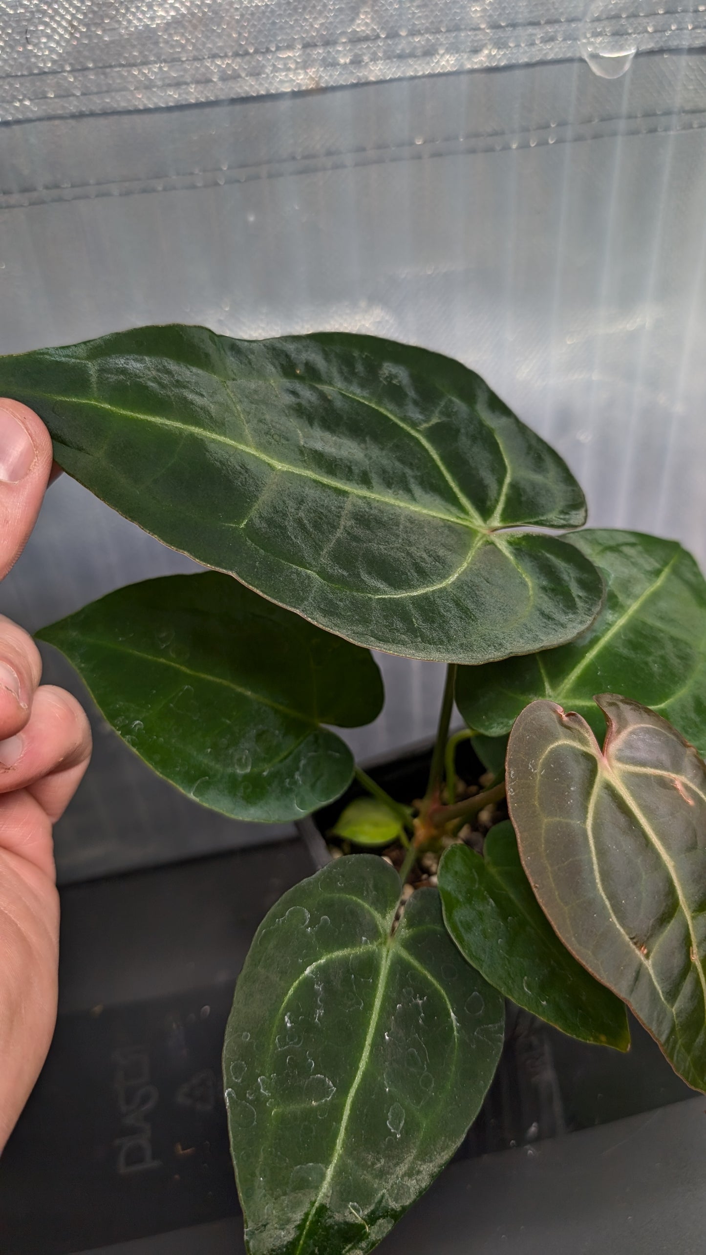 Anthurium Doc Block Zara x Michelle 'selected dark form' x Forgetii Dark