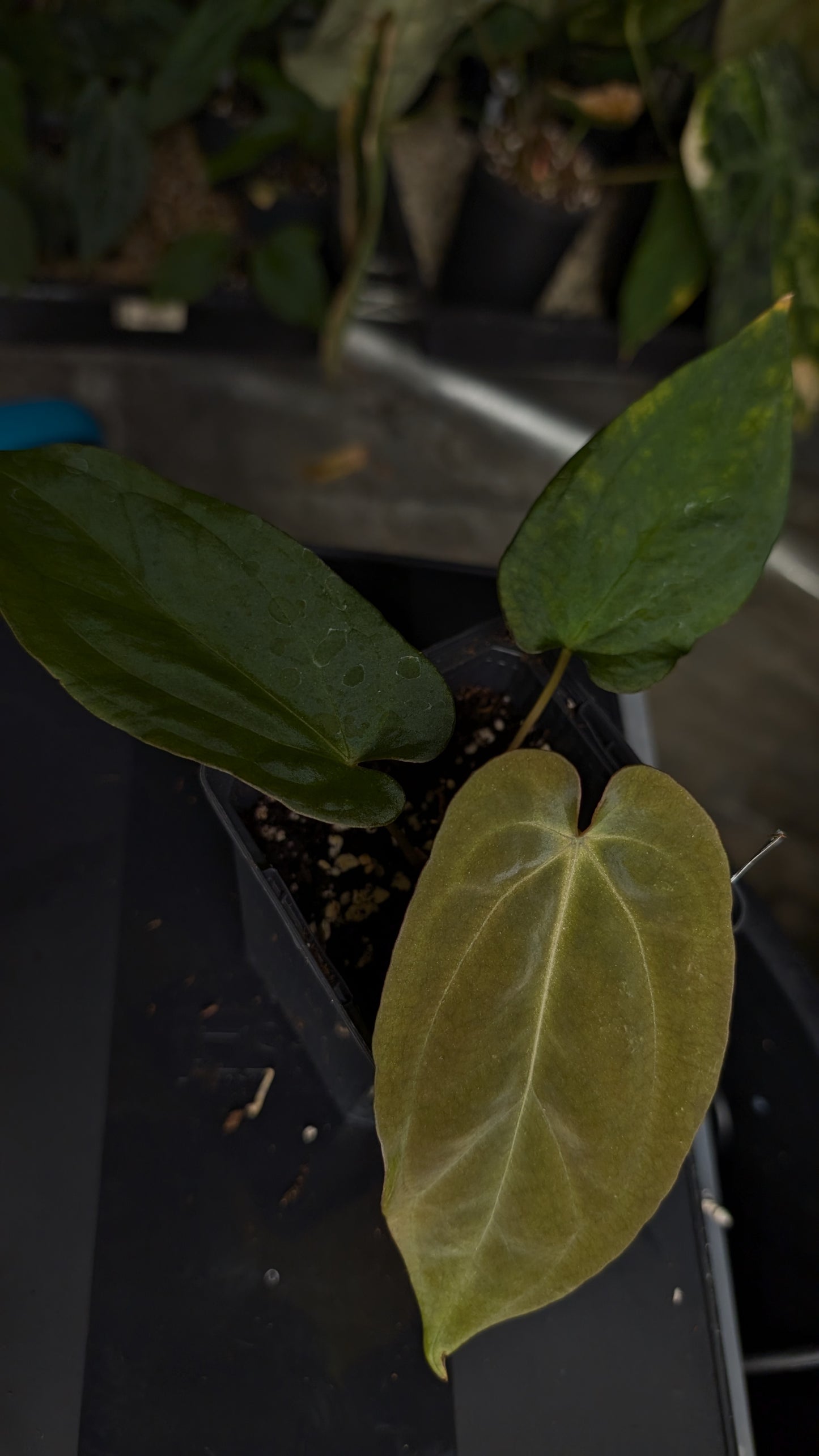 Anthurium Ace of Spagetii x BVEP 'Round x Felix'