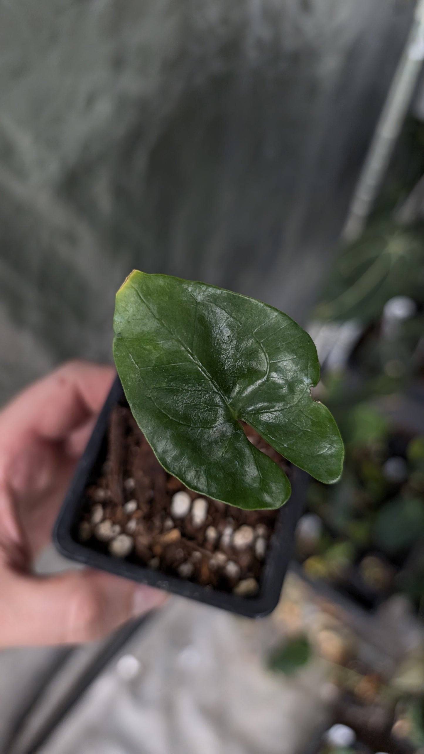 Anthurium Diabloense clone