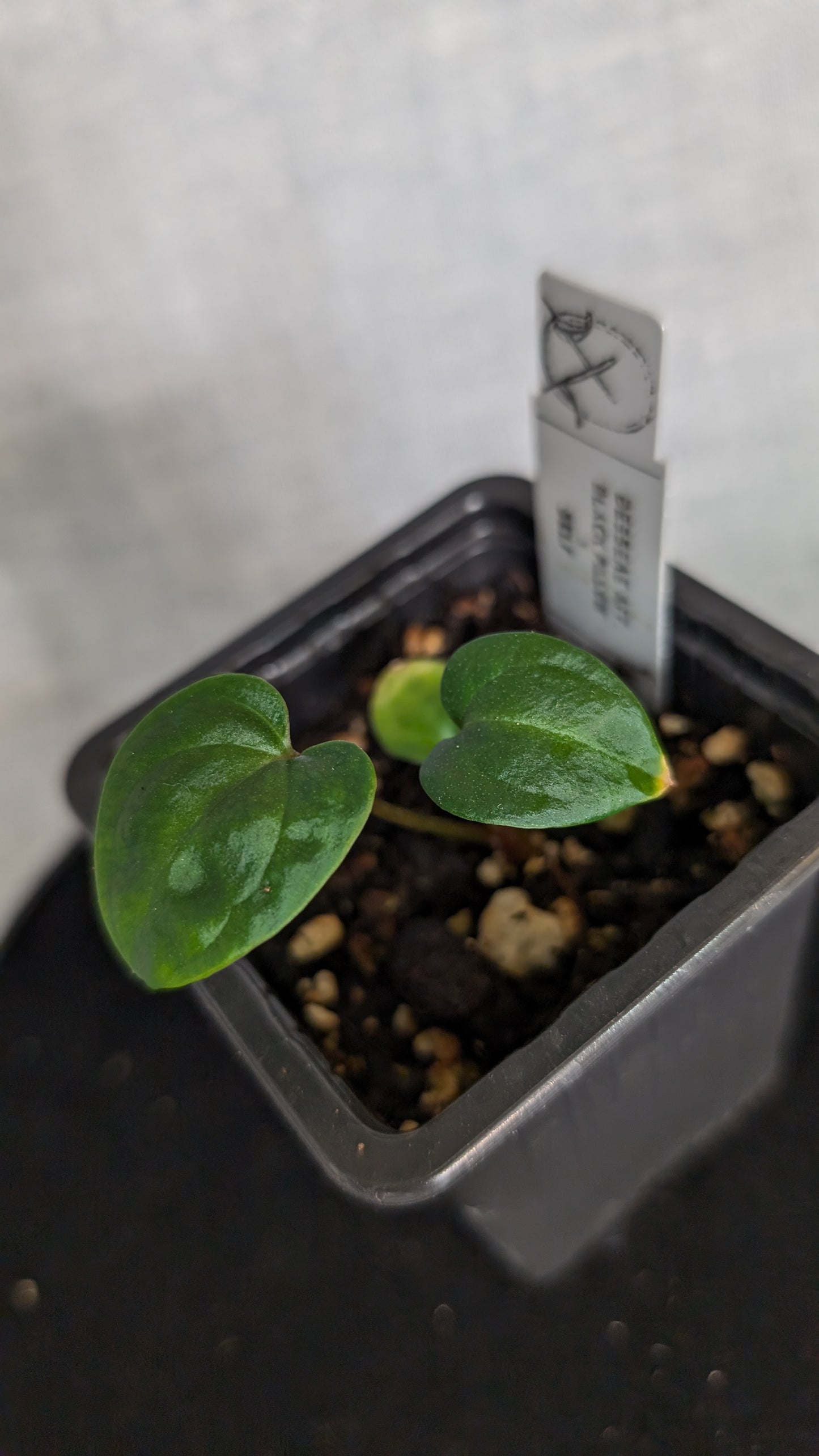 Anthurium Besseae aff. 'Black Pillow'