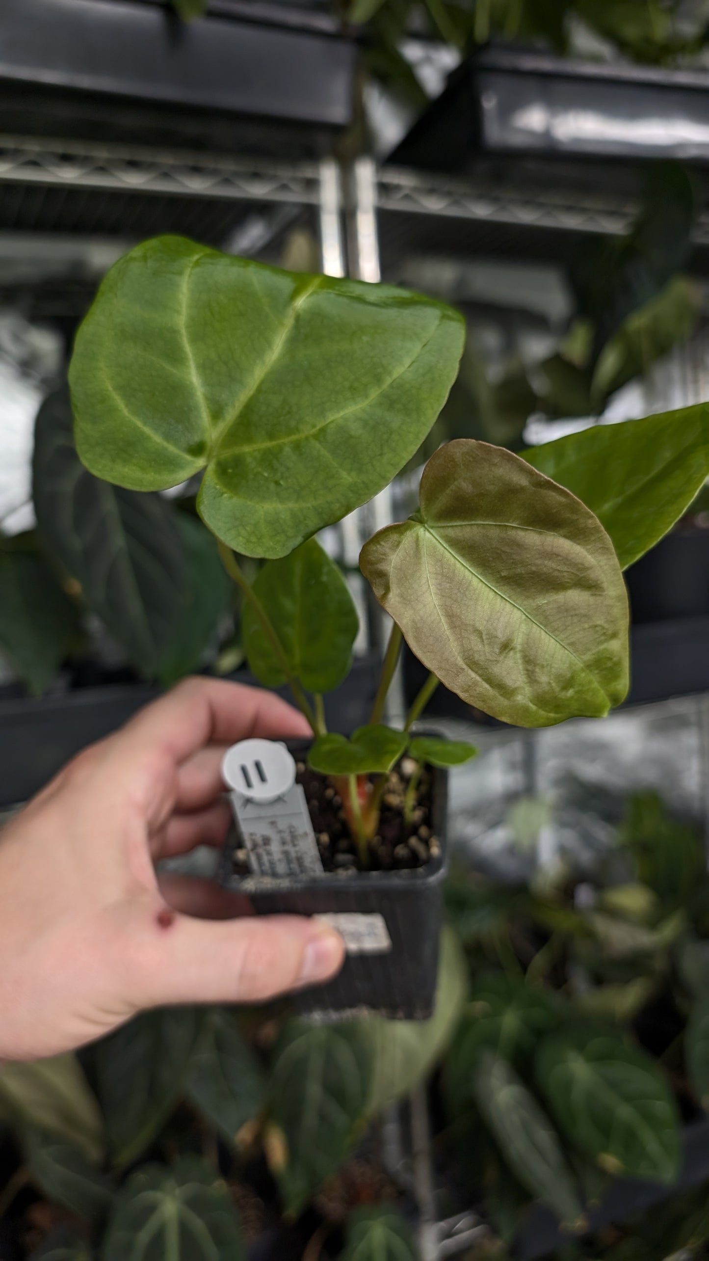 Anthurium [Carlablackiae x Dressleri Rio Guanche x Mr. Worldwide] x [Ace of Spagetii x Mr Worldwide]