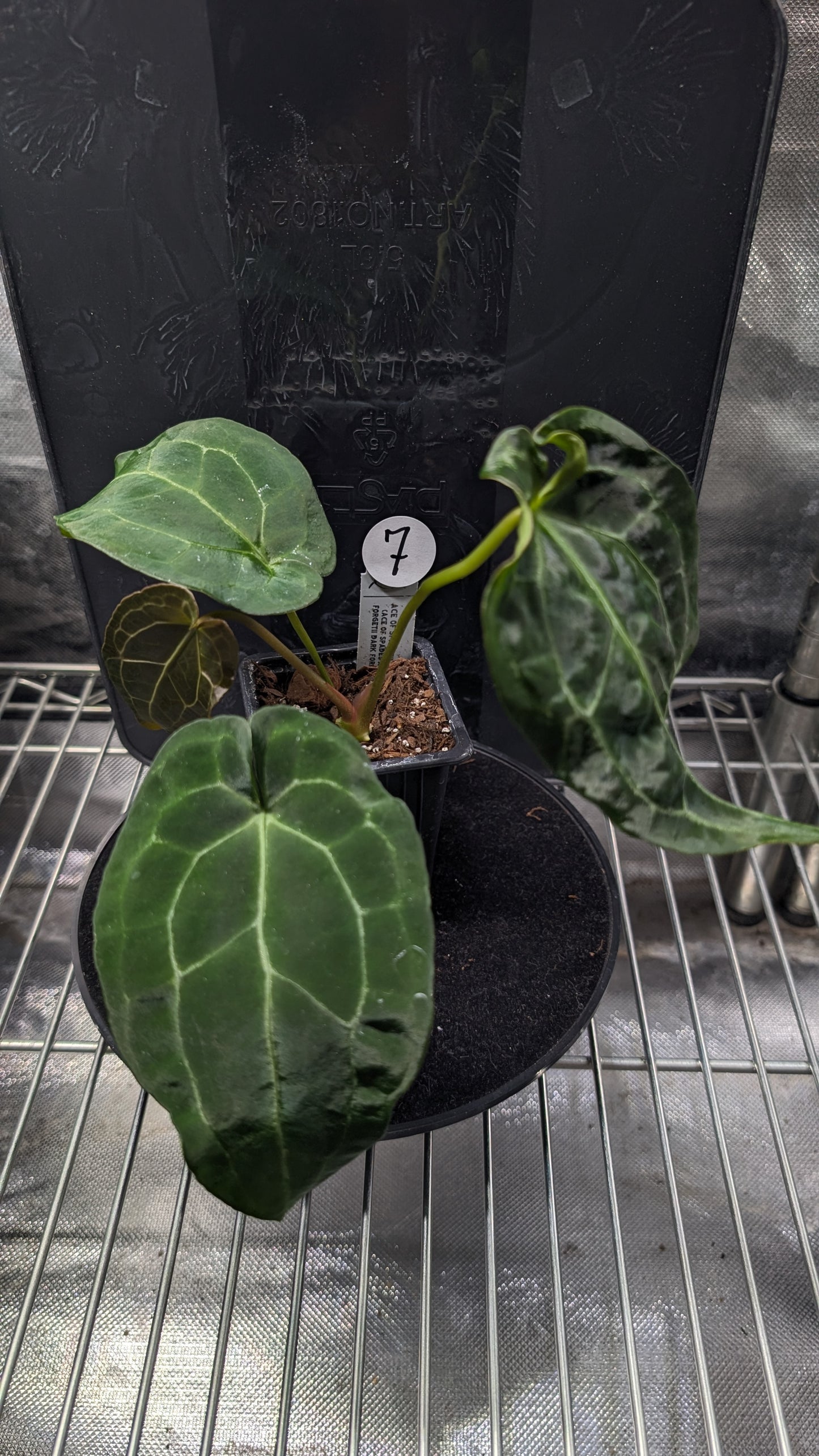 Anthurium Ace of Spagetii F2 (Ace of Spades x Forgetii) F2