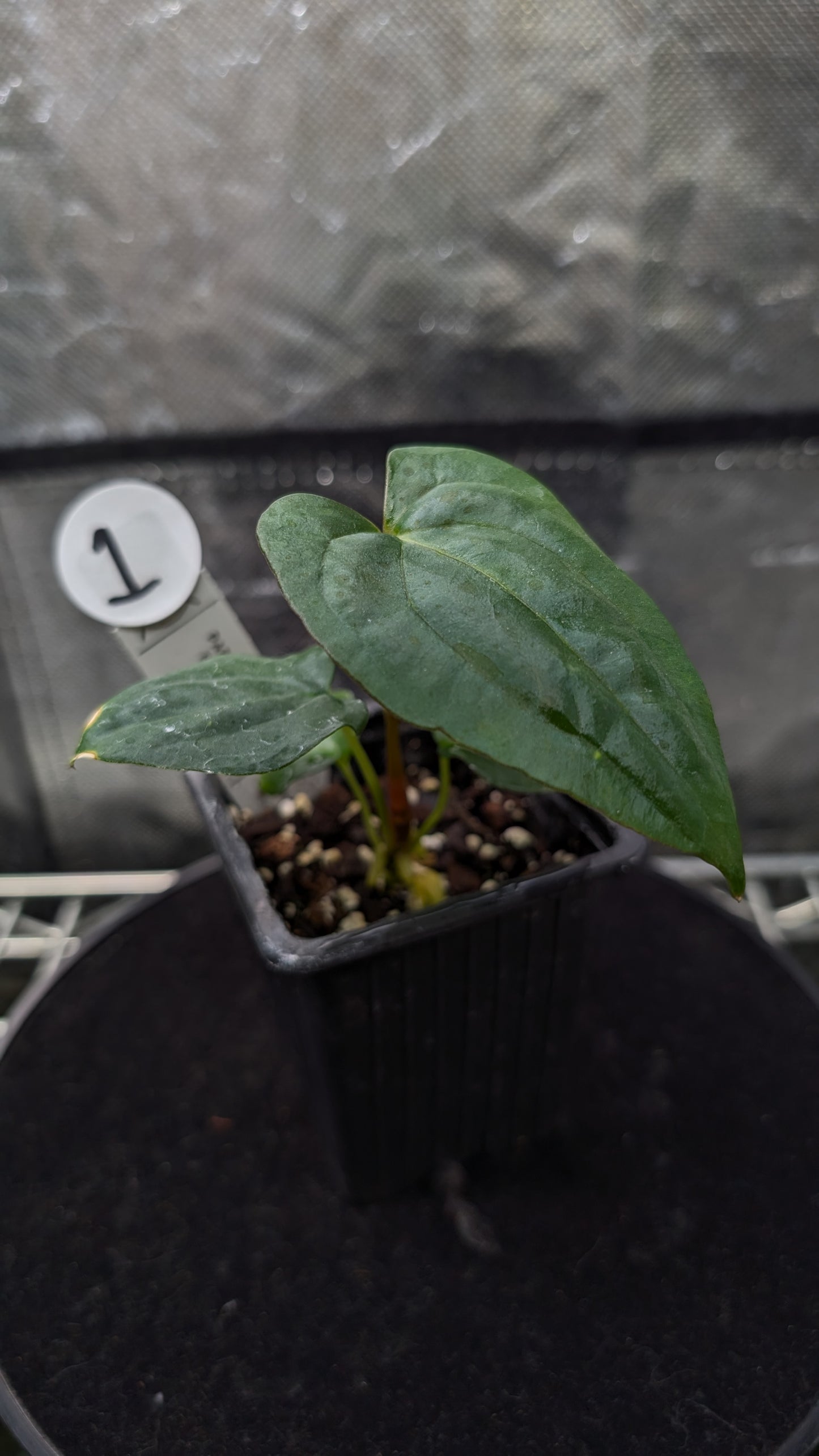 Anthurium Papillilaminum 'Fort Sherman'