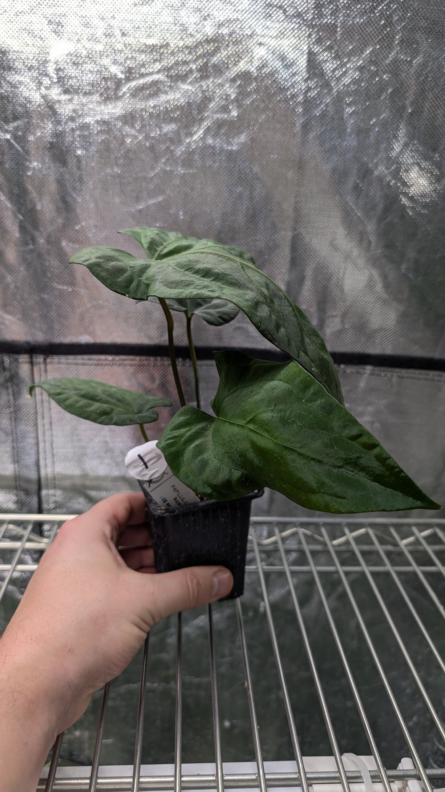 Anthurium Papillilaminum 'Daniel' x Ace of Spagetii