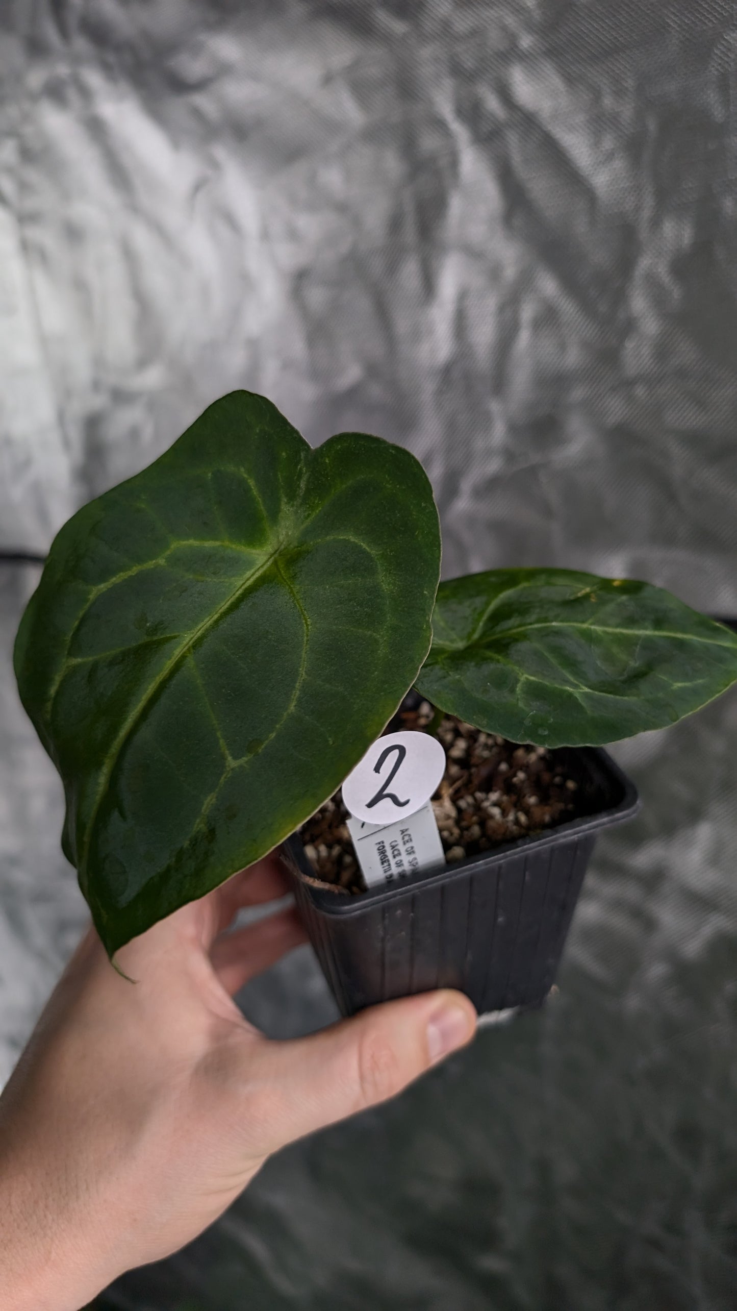 Anthurium Ace of Spagetii F2