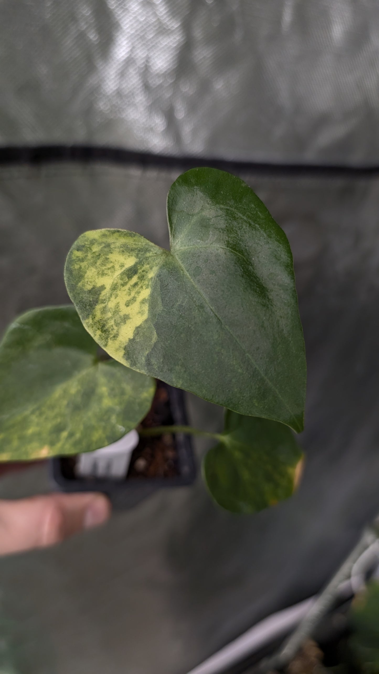 Variegated Anthurium Pterodactyl variegata x Clarinervium