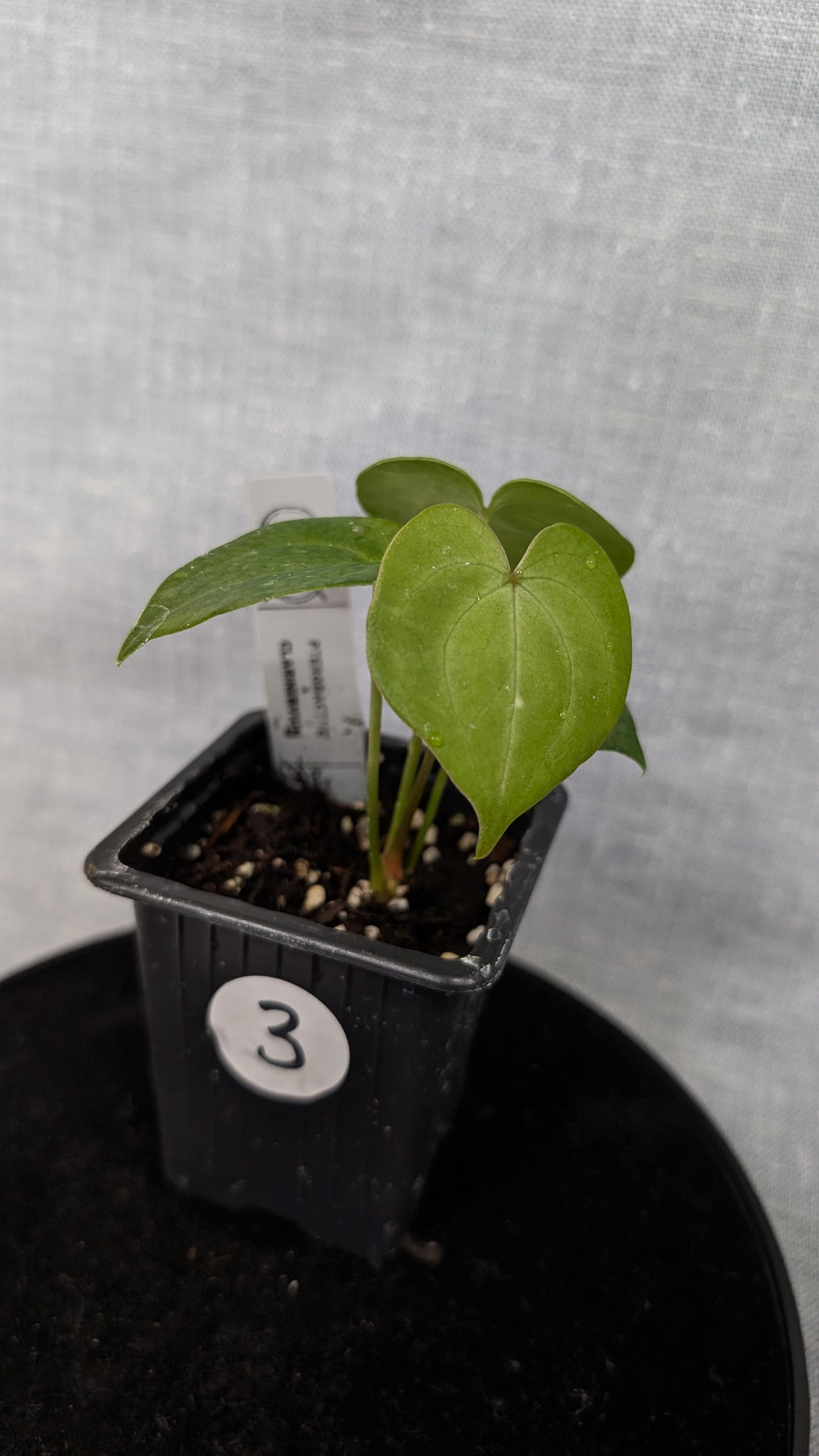 Anthurium Pterodactyl variegata x Clarinervium (or x self)