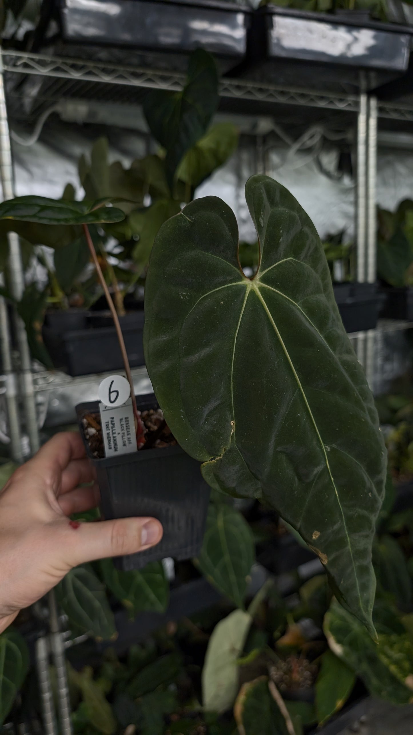 Anthurium Besseae aff 'Black Pillow' x Papillilaminum 'Fort Sherman'