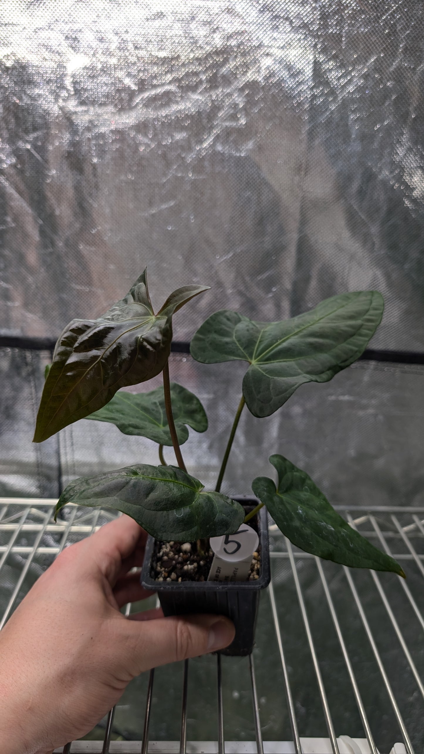 Anthurium Papillilaminum 'Daniel' x Ace of Spagetii