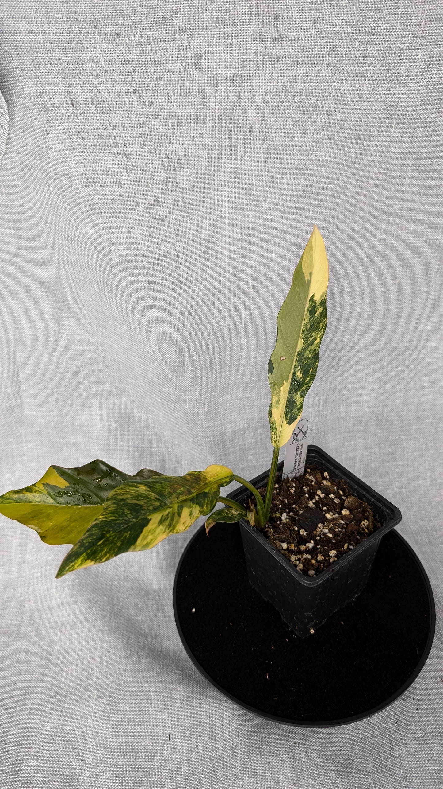 Philodendron Caramel Marble Variegata