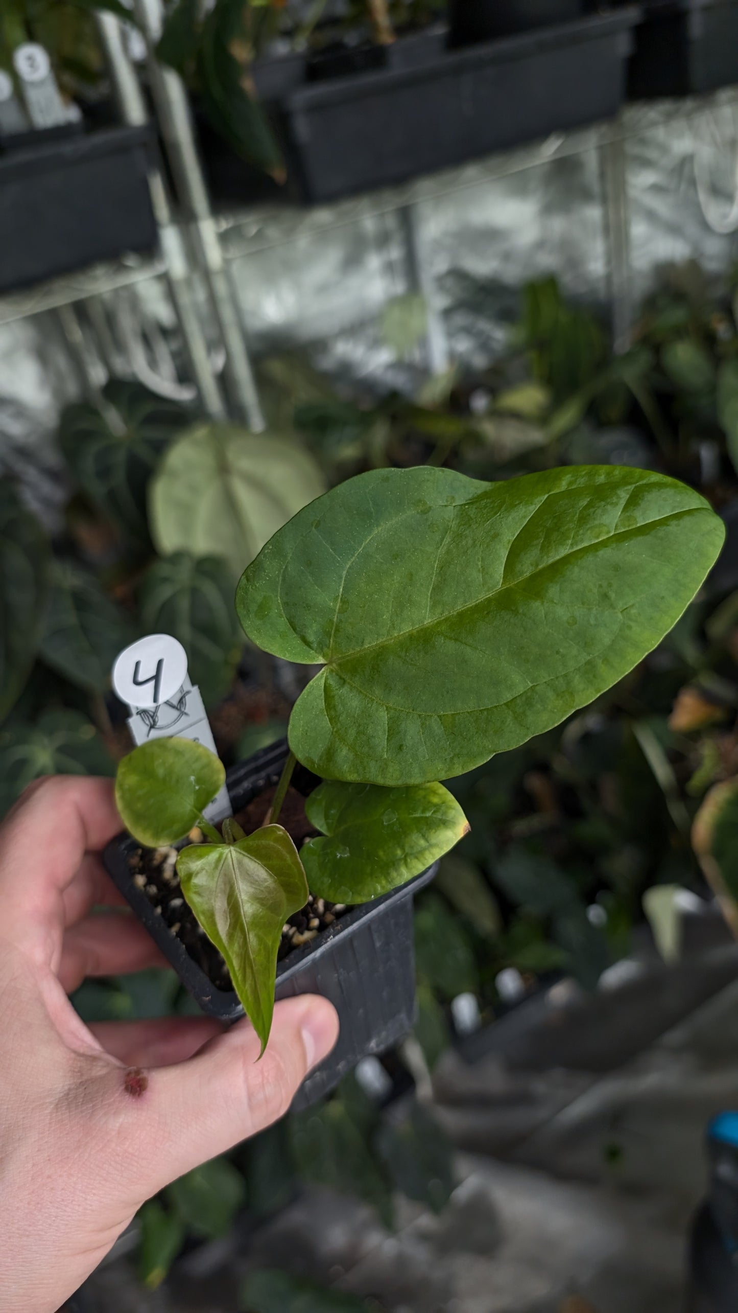 Anthurium [Carlablackiae x Dressleri Rio Guanche x Mr. Worldwide] x [Ace of Spagetii x Mr Worldwide]