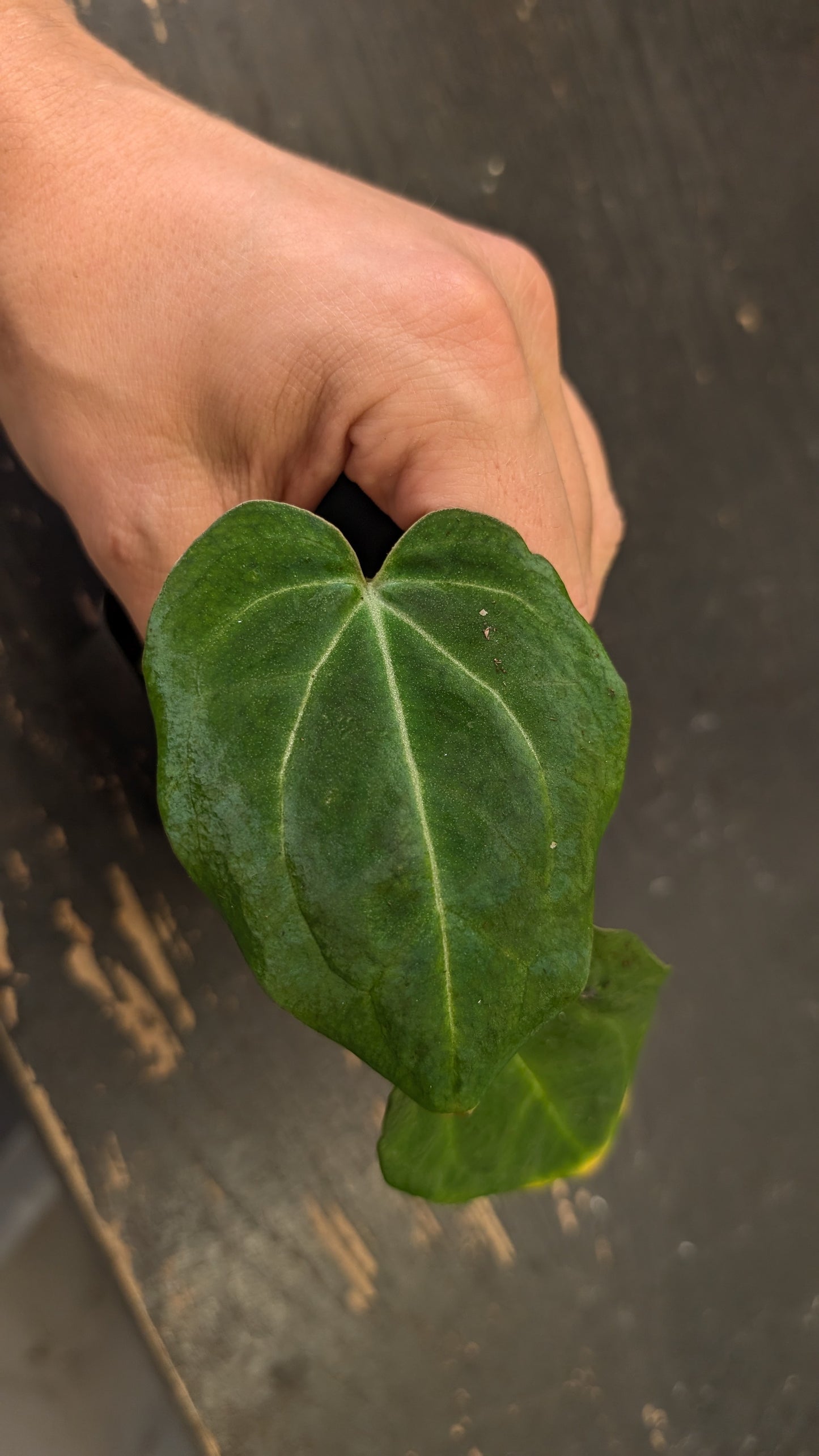Anthurium Black Widow 13 x 43 clone