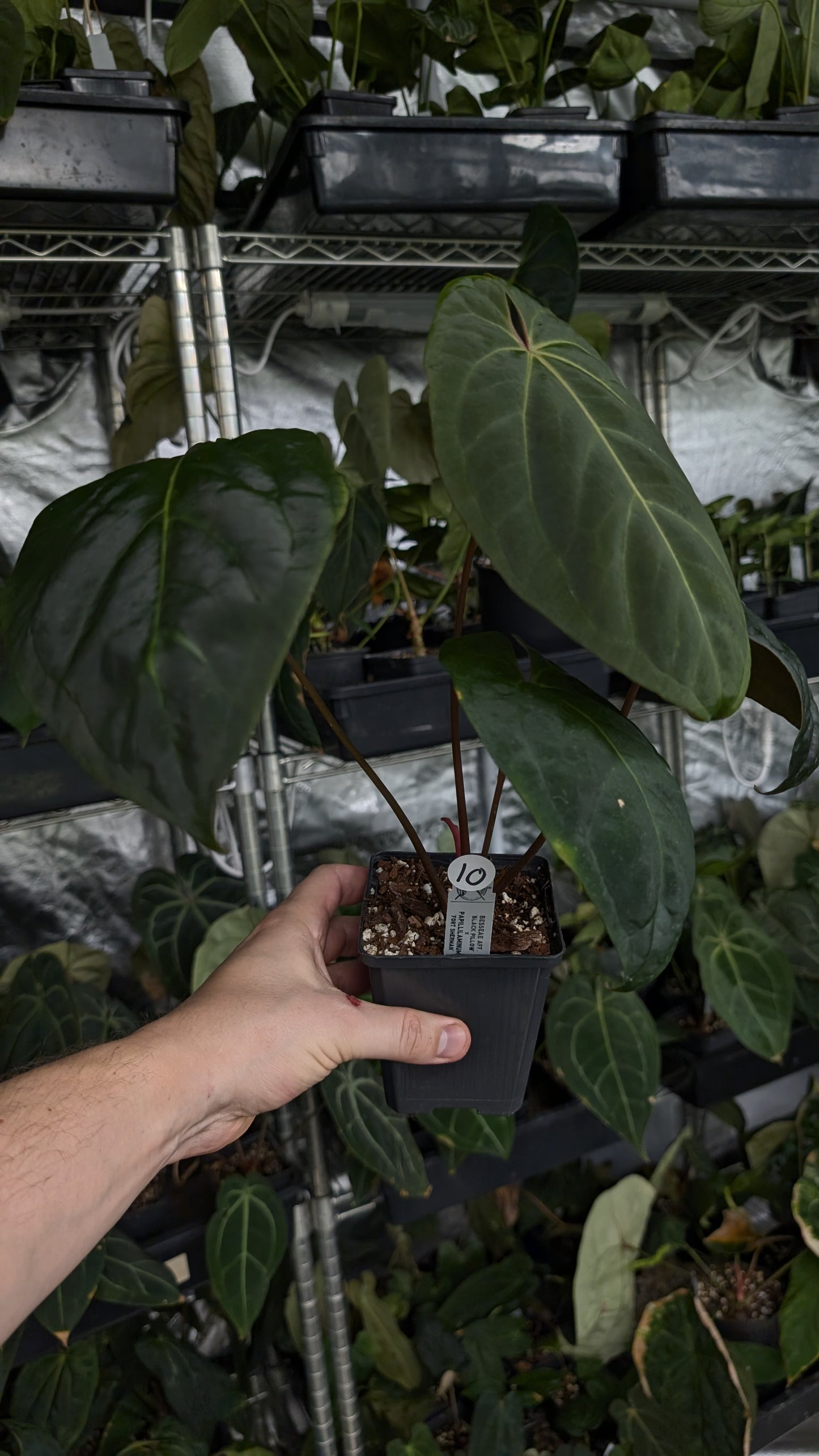 Anthurium Besseae aff 'Black Pillow' x Papillilaminum 'Fort Sherman'