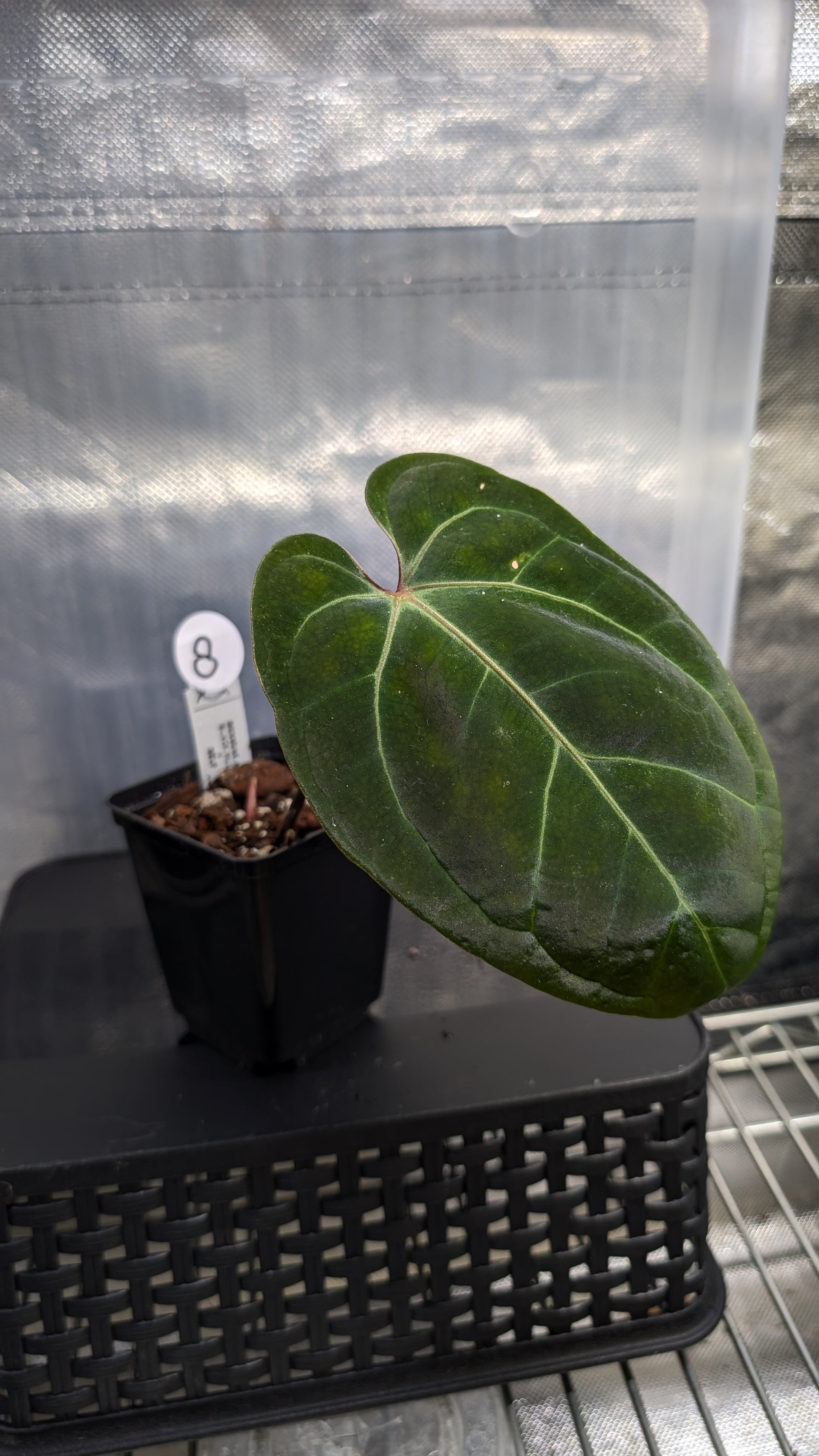 anthurium 15 Anthurium Besseae aff. 'Black Pillow' – Curious Plants